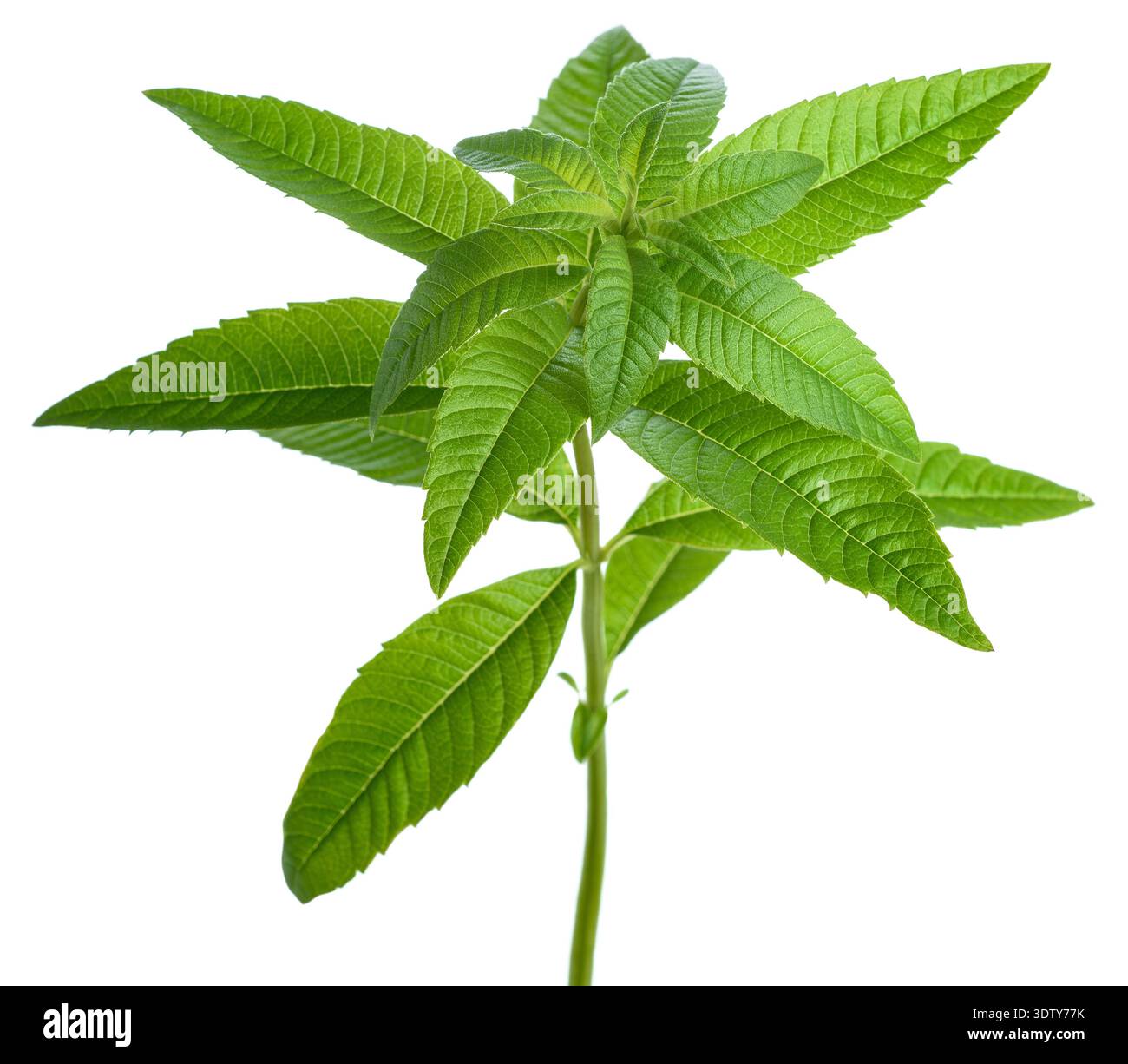 Lemon verbena  isolated on white background Stock Photo