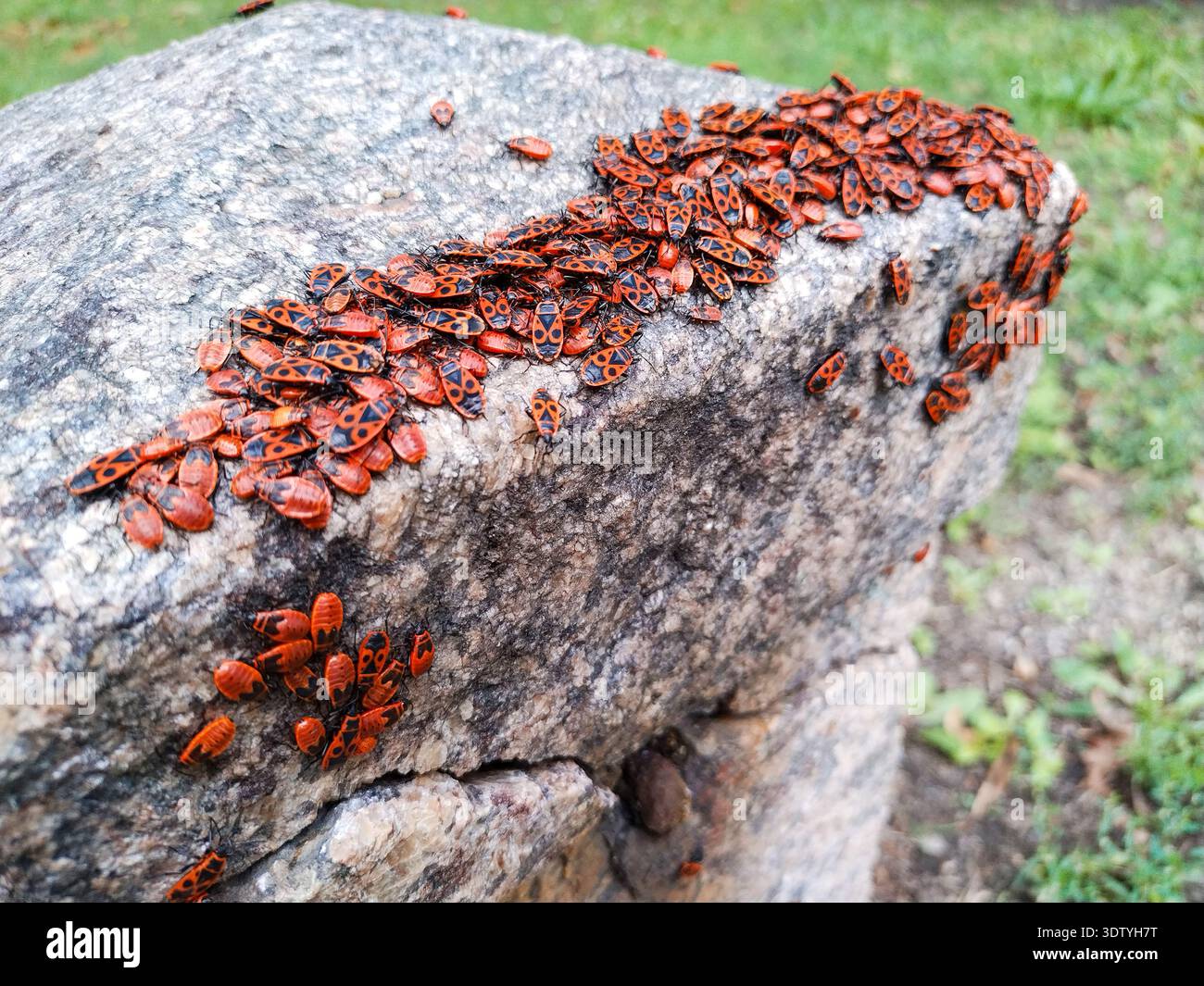 Insects Inbetween Rocks Insects together hi-res stock photography and images - Alamy