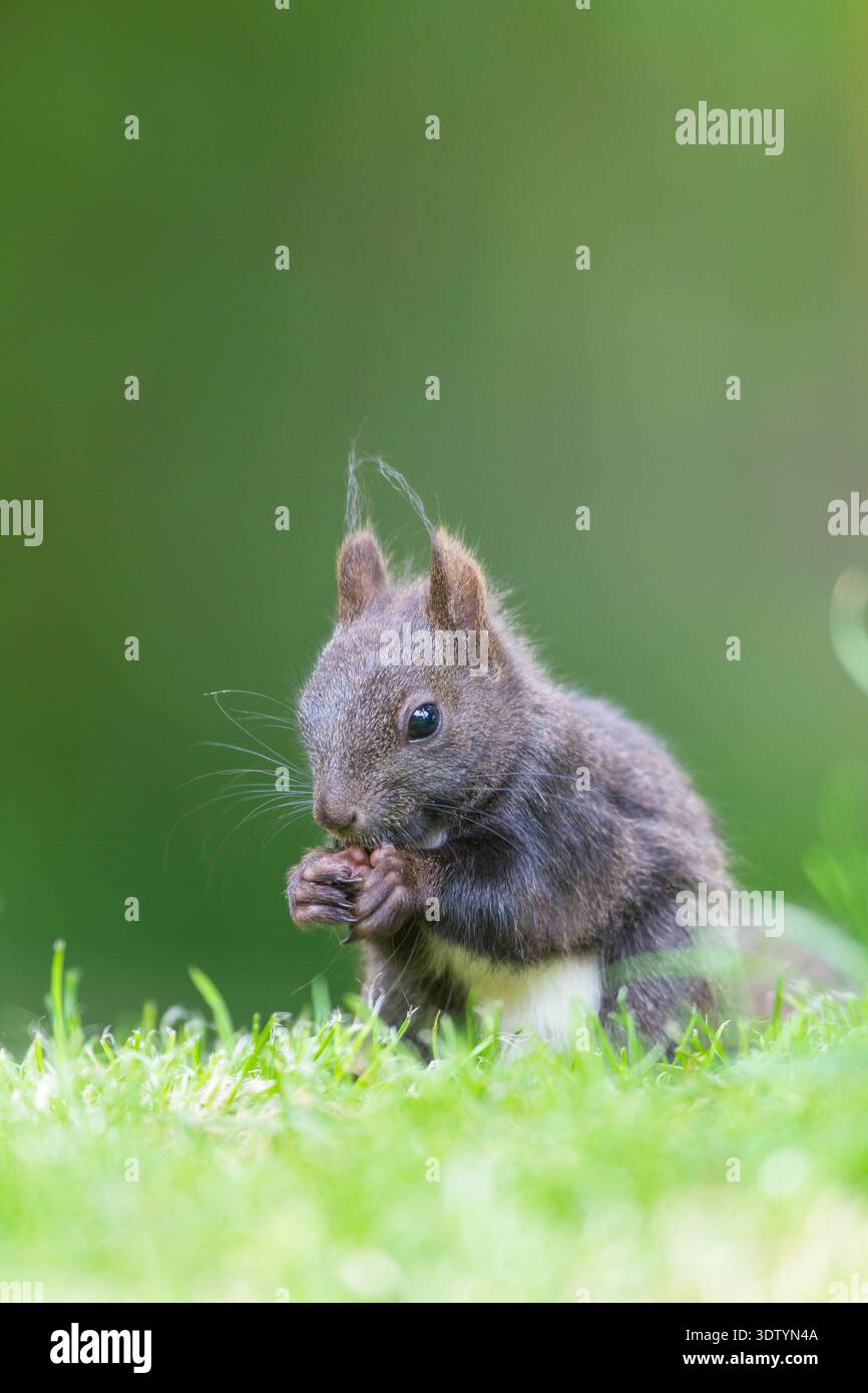 Schwarzes Eichhörnchen am Boden Stock Photo