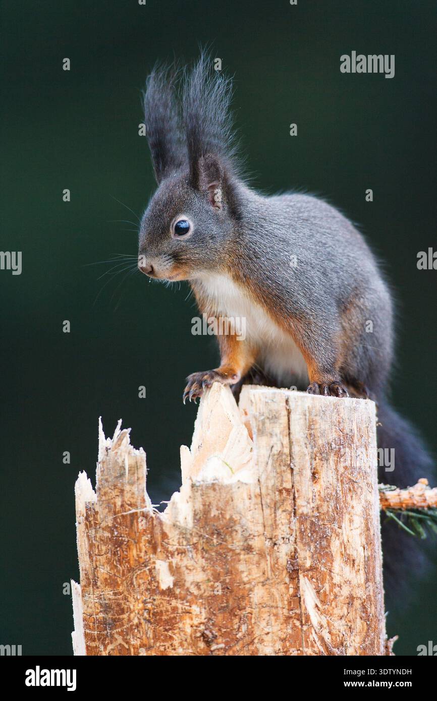 Schwarzes Eichhörnchen Stock Photo