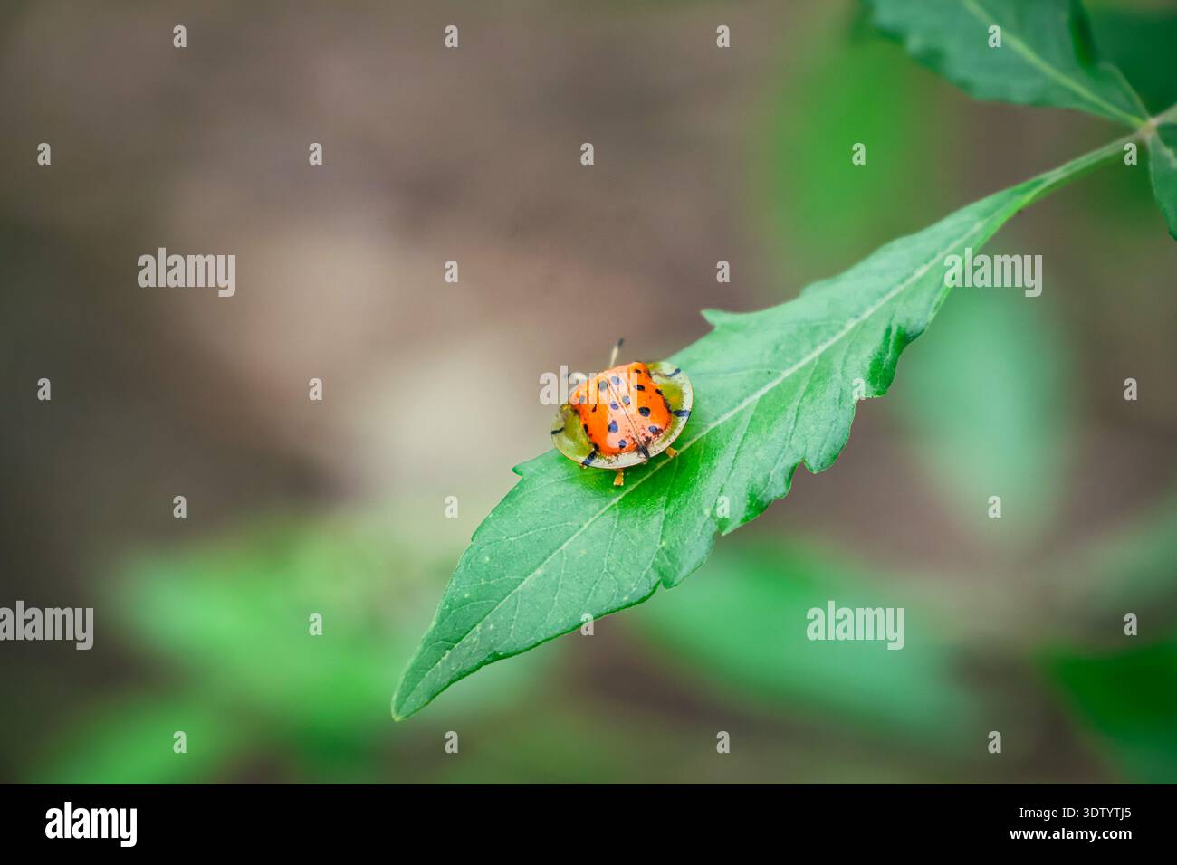 An orange colored ladybug sitting on a green leaf. Stock Photo