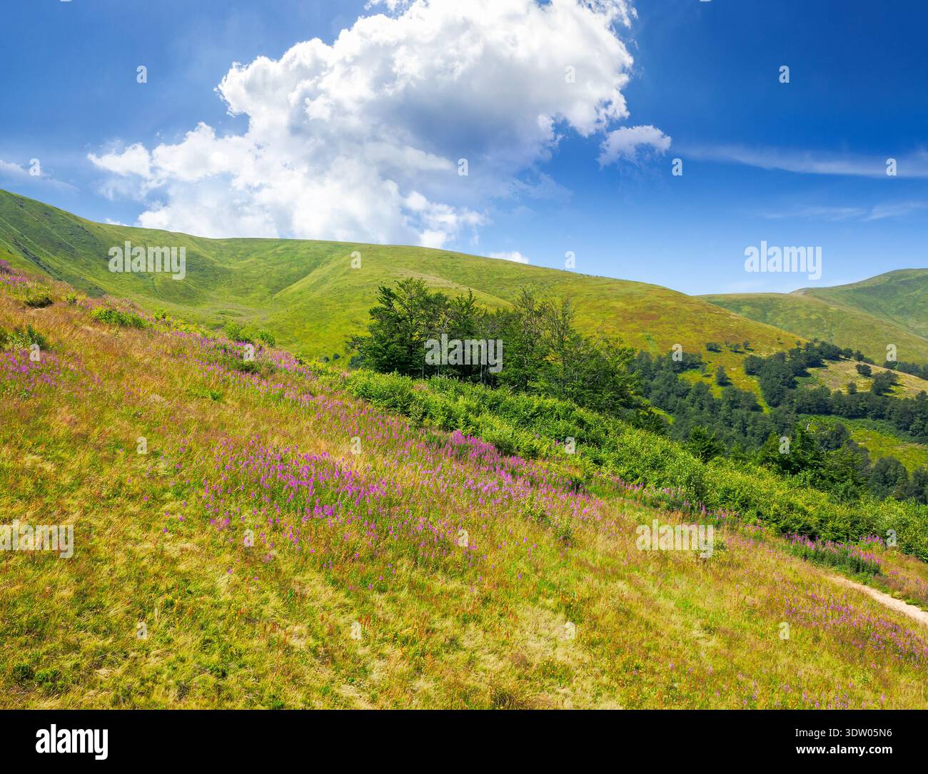 beautiful carpathian mountain landscape in summer. scenic view of green grassy hills with alpine forest. picturesque scene for outdoor tourism under b Stock Photo