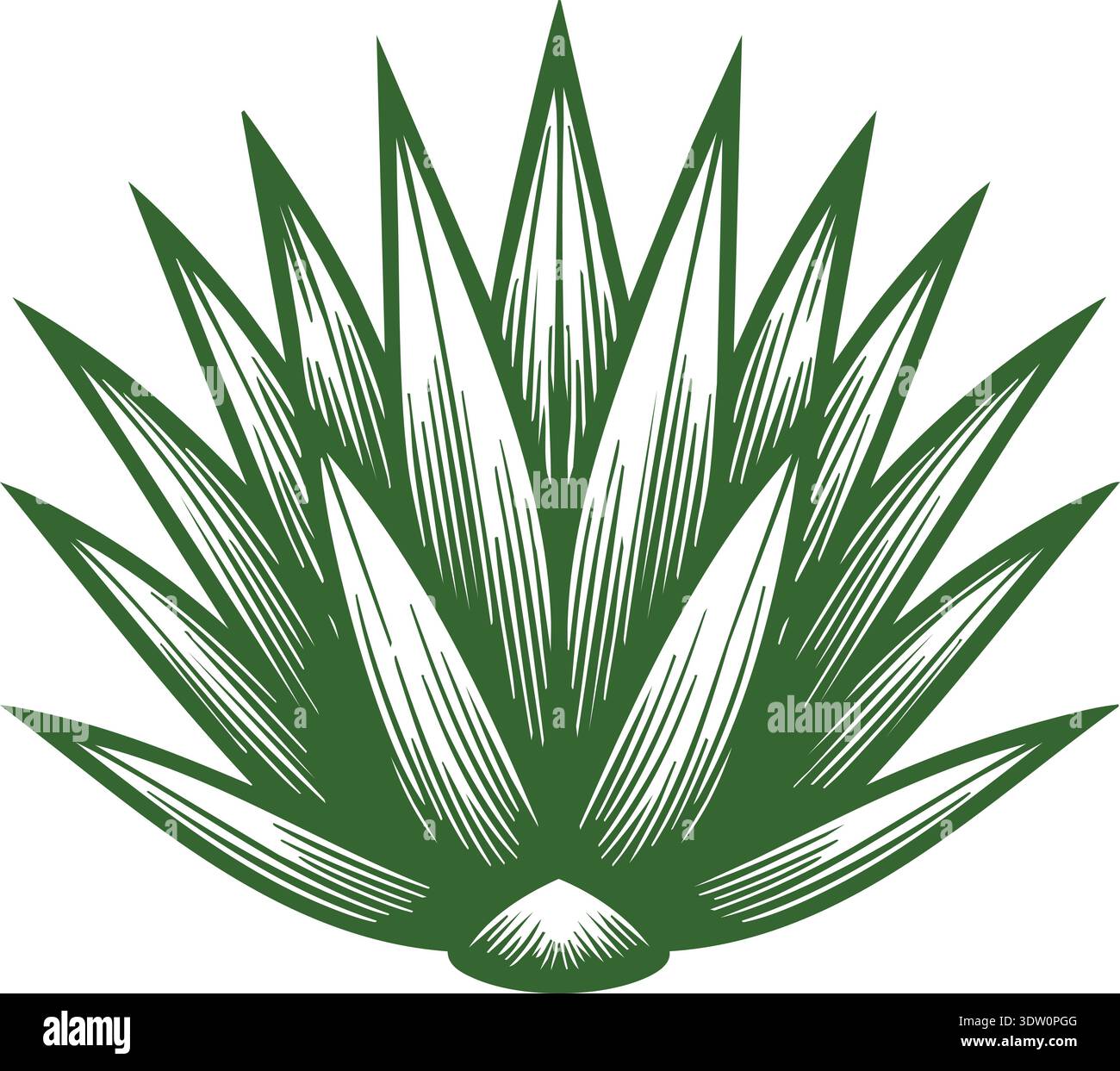 Agave plant illustration Stock Vector Images - Alamy