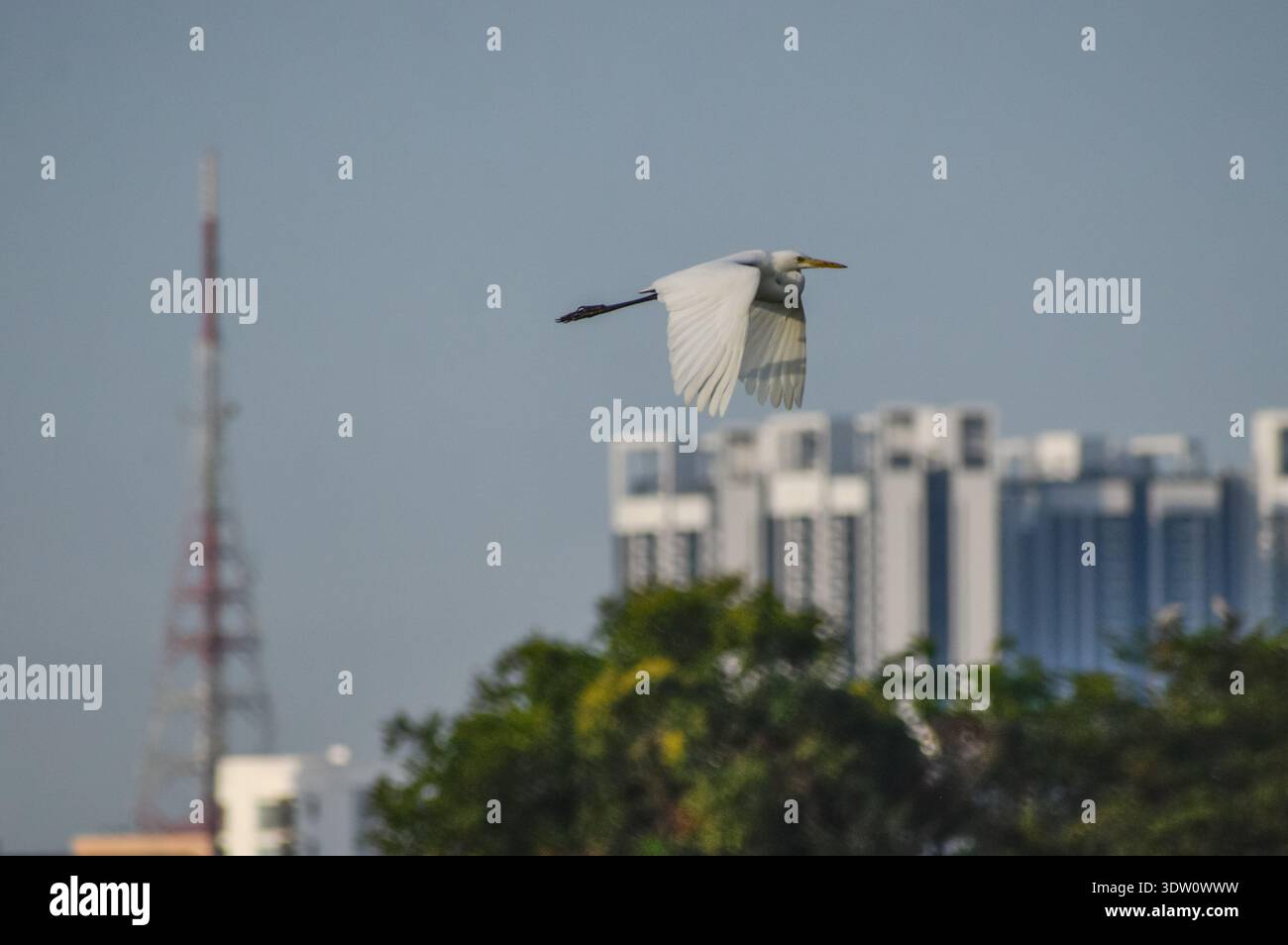 Great egret in flight. Photographed in northern part of Malaysia. Stock Photo