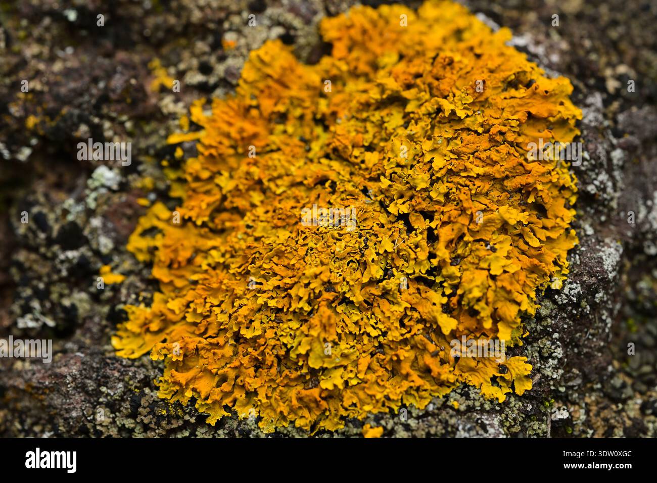 Xanthoria parietina (Common Orange Lichen) growing on the rock in Anaga Rural Park Tenerife Canary Islands Spain. Stock Photo