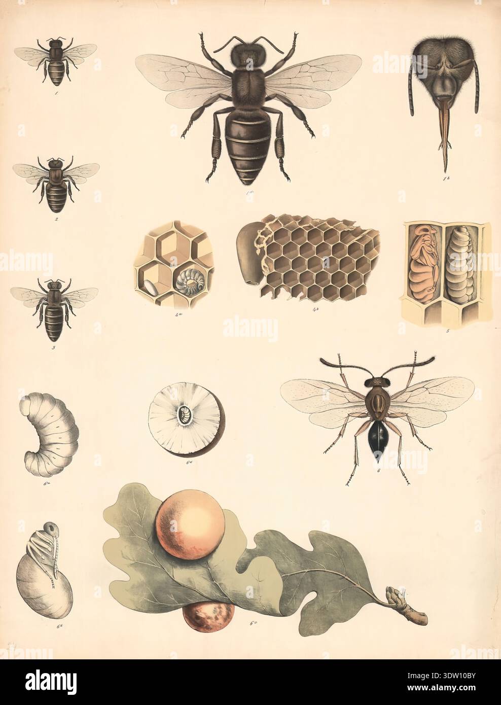 Worker Insects Franz Engleder – Worker Bee, Gall Wasp and Oak Gall Insects, 1860 ...