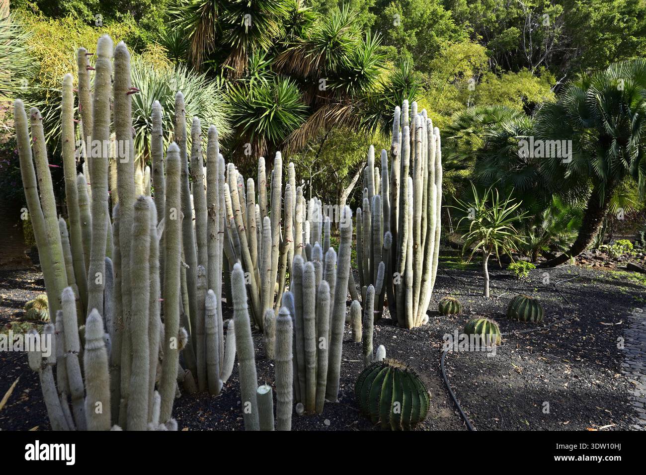 Cleistocactus strausii (silver torch) cacti, Parque Garcia Sanabria  tropical garden in Santa Cruz de Tenerife Canary Islands Spain Stock Photo  - Alamy