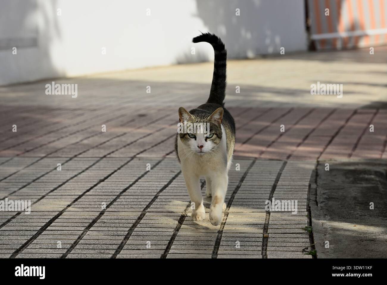 Stray cat (Felis catus) walking on the pavement in Puerto de la Cruz Tenerife Canary Islands Spain. Stock Photo