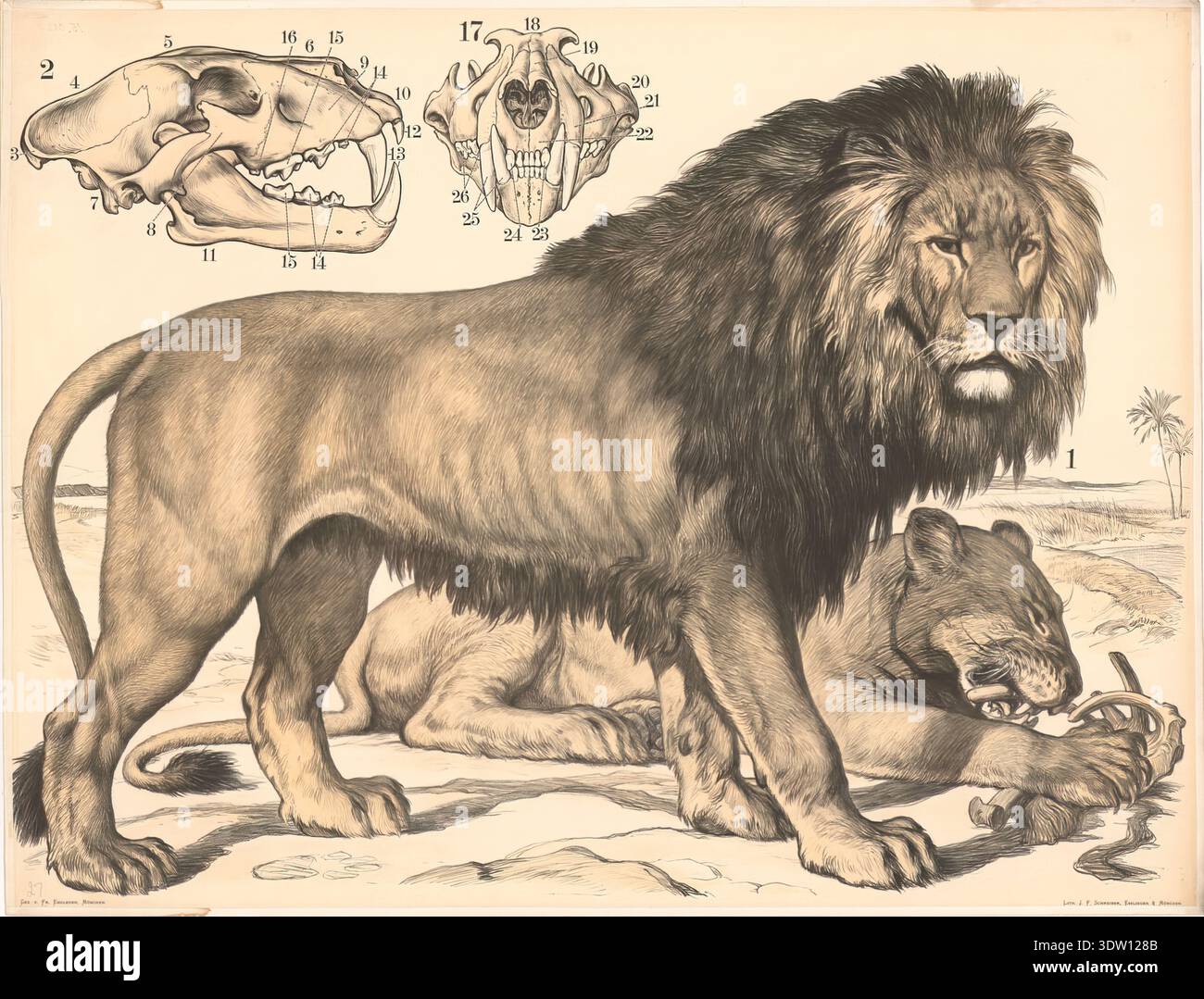 Franz Engleder – Lion (Felis leo), 1860 – Zoological anatomy plate