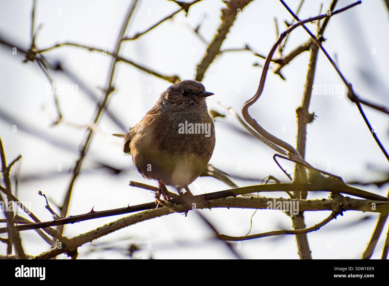 A female Reed Bunting perched on a tree branch at the Attenborough ...