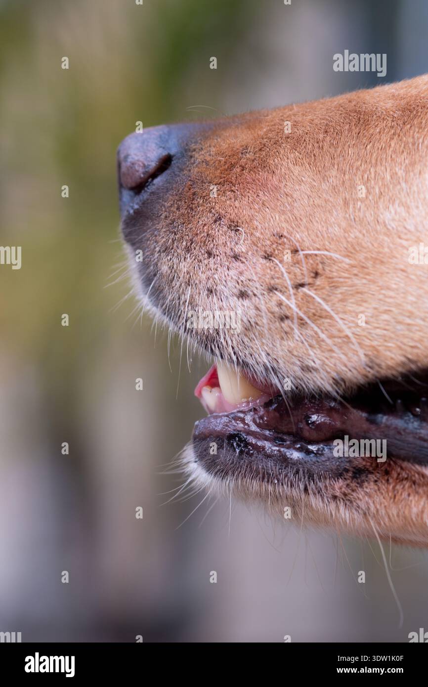 Close-up of a golden Labrador retriever's muzzle, nose and lips showing ...