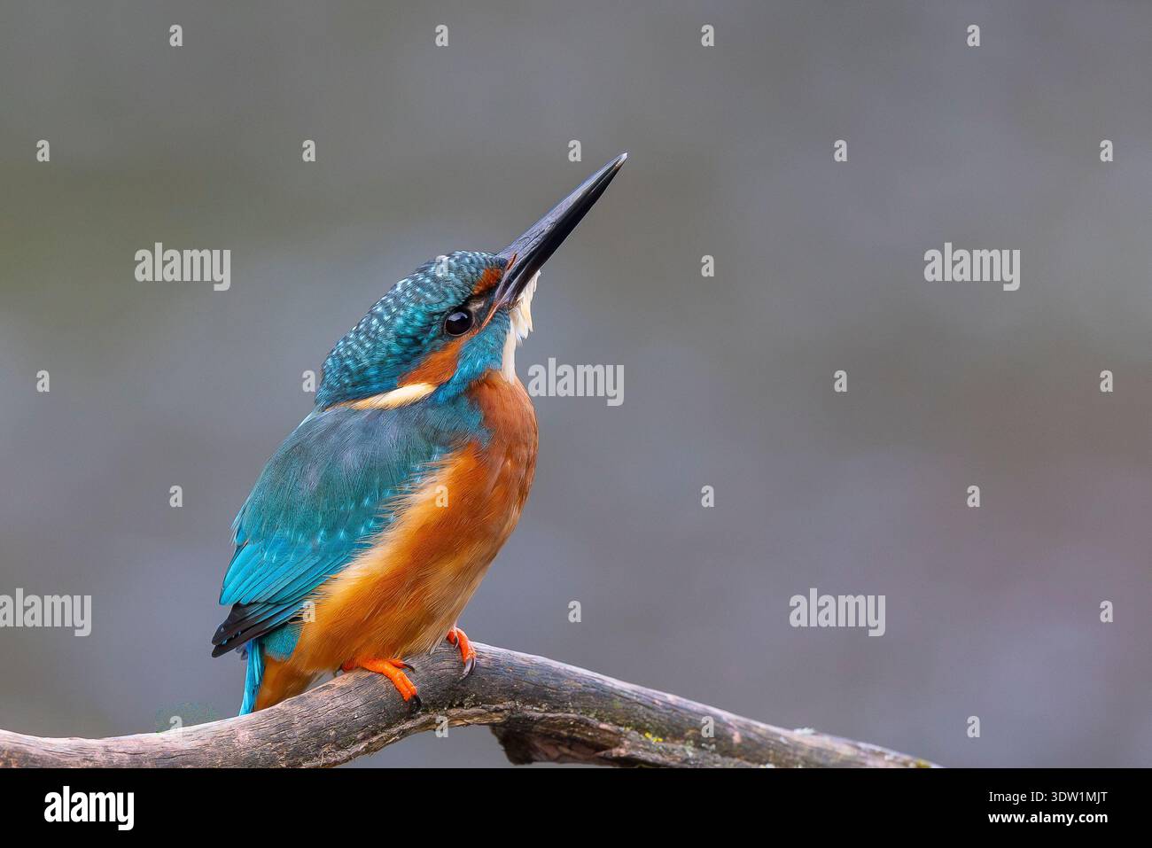 Kingfisher looking up hi-res stock photography and images - Alamy