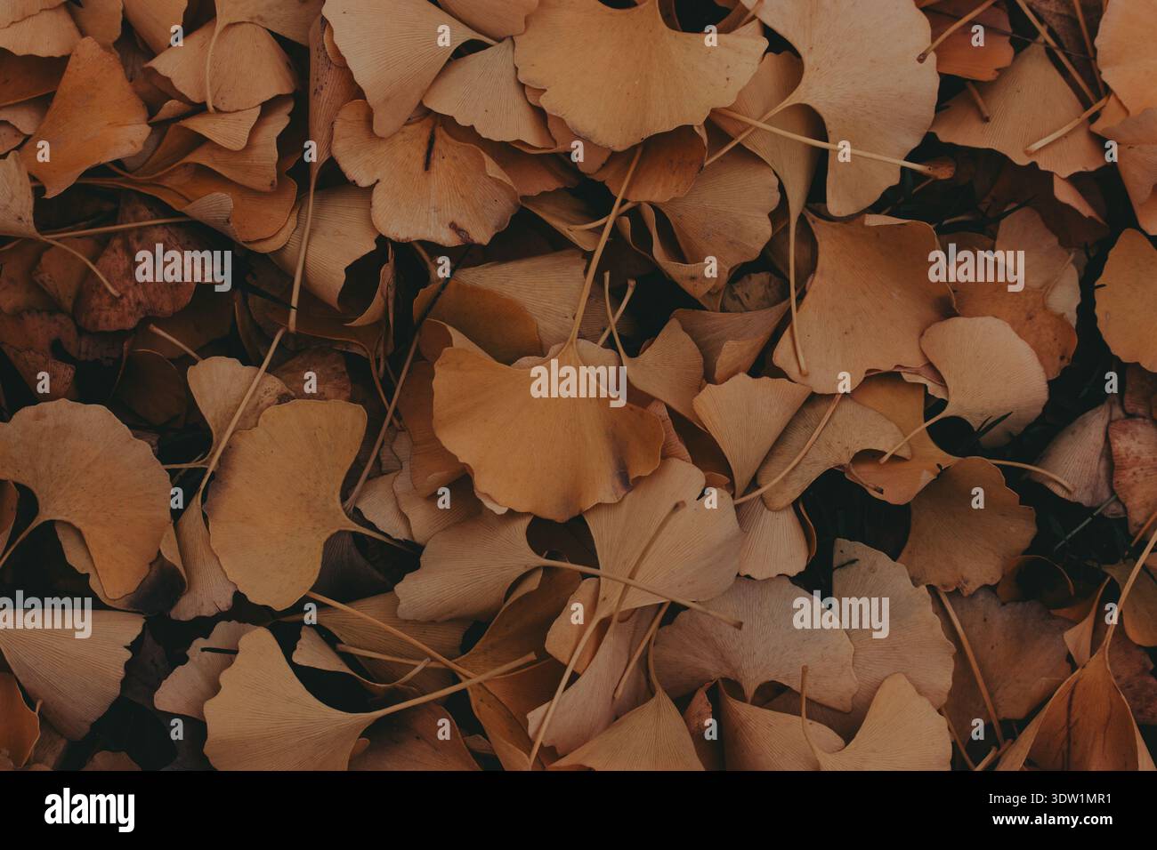 Golden ginkgo leaves create hi-res stock photography and images - Alamy