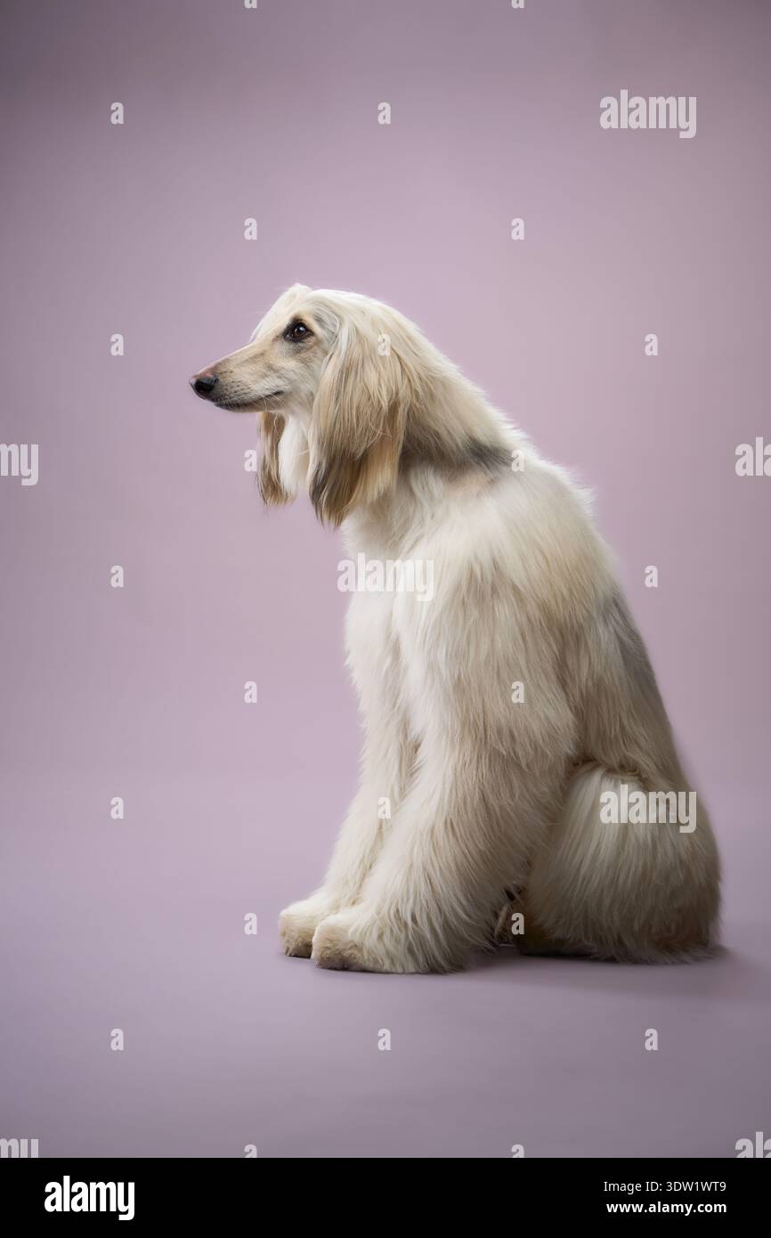 The Afghan Hound sits with a proud posture and flowing coat. The