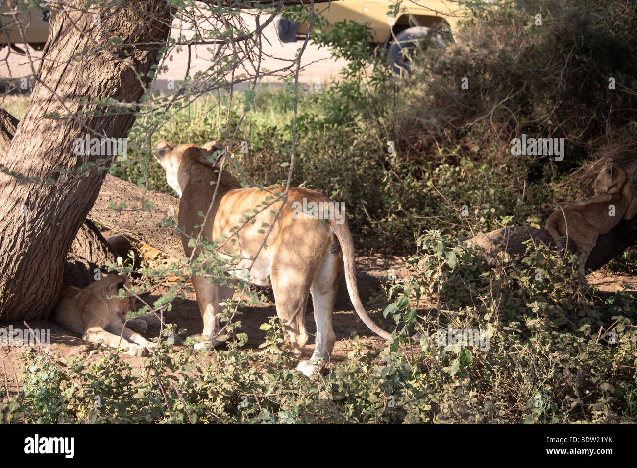 Lioness with two cubs resting in the shade beneath a tree in Serengeti National Park, Tanzania. Stock Photo