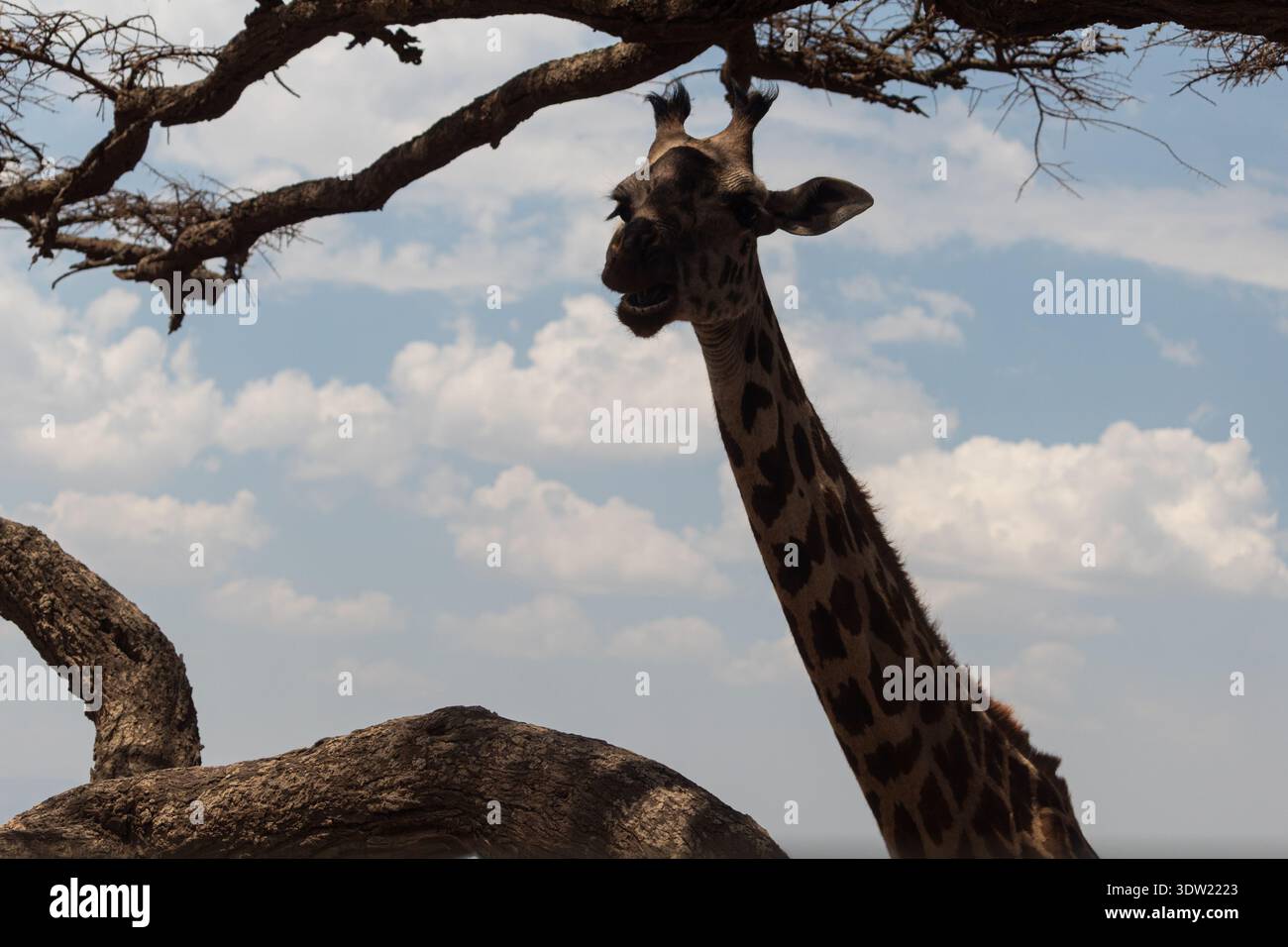 African giraffe (Giraffa camelopardalis) standing beneath tree branches in Serengeti National Park, Tanzania. Stock Photo