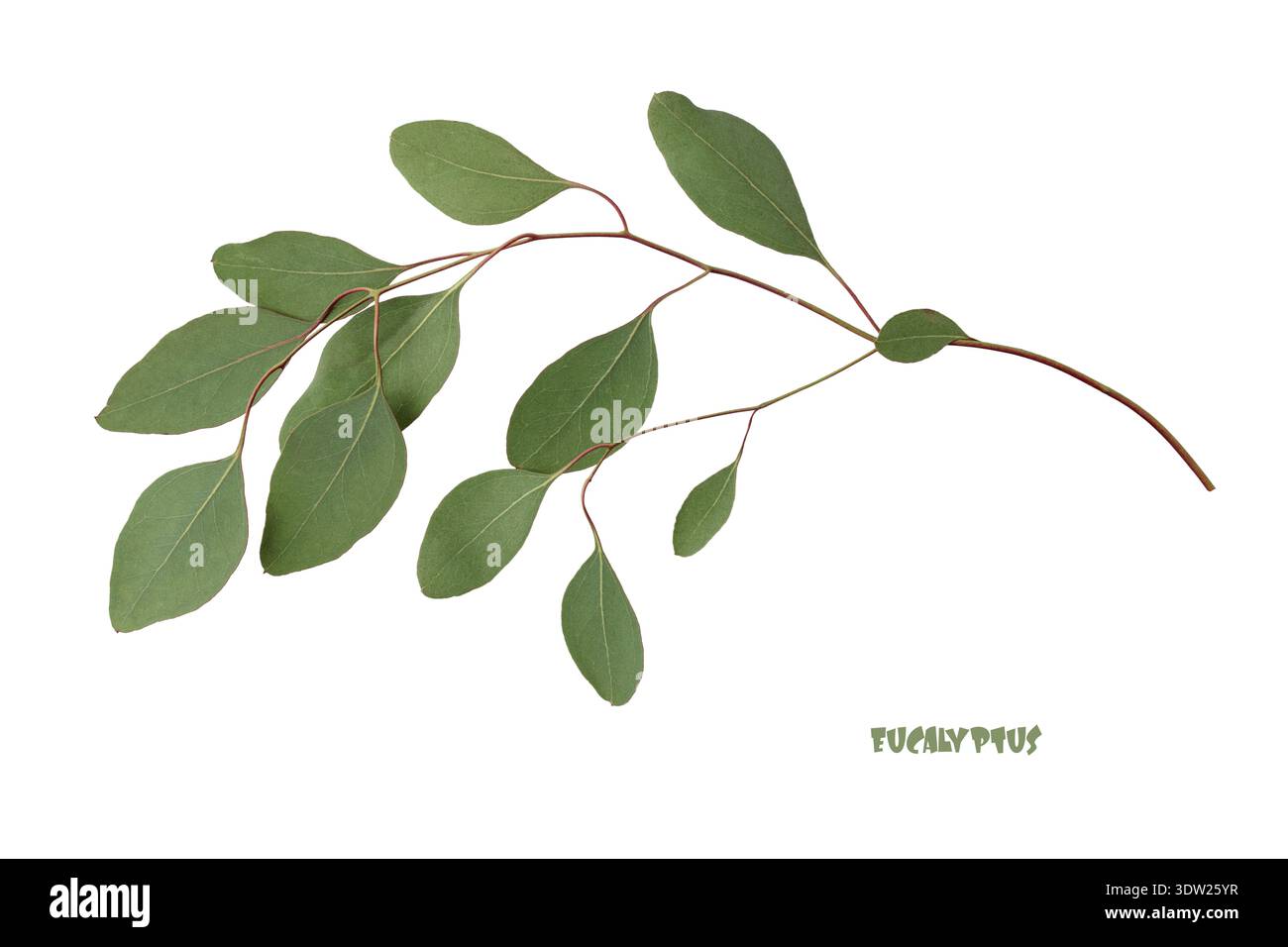 Natural green eucalyptus Populus branch isolated on white background. Stock Photo
