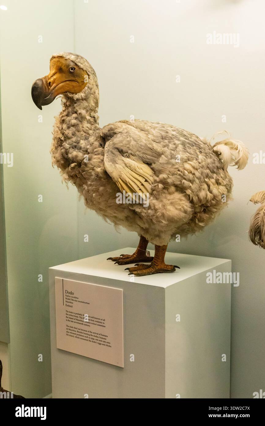 dodo (Raphus cucullatus) bird, Natural History Museum in London ...