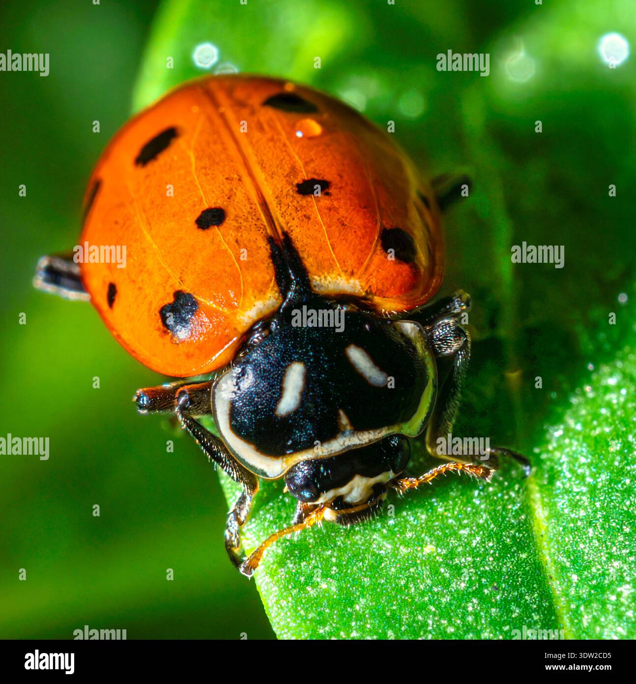 Tiny Traveler: Ladybug on a Leaf Stock Photo