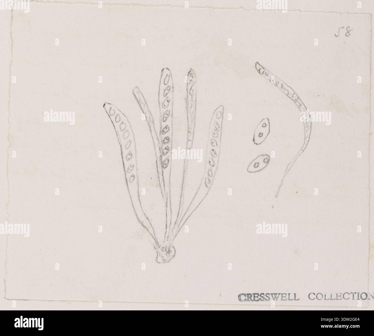 Victorian era fungal research hi-res stock photography and images - Alamy