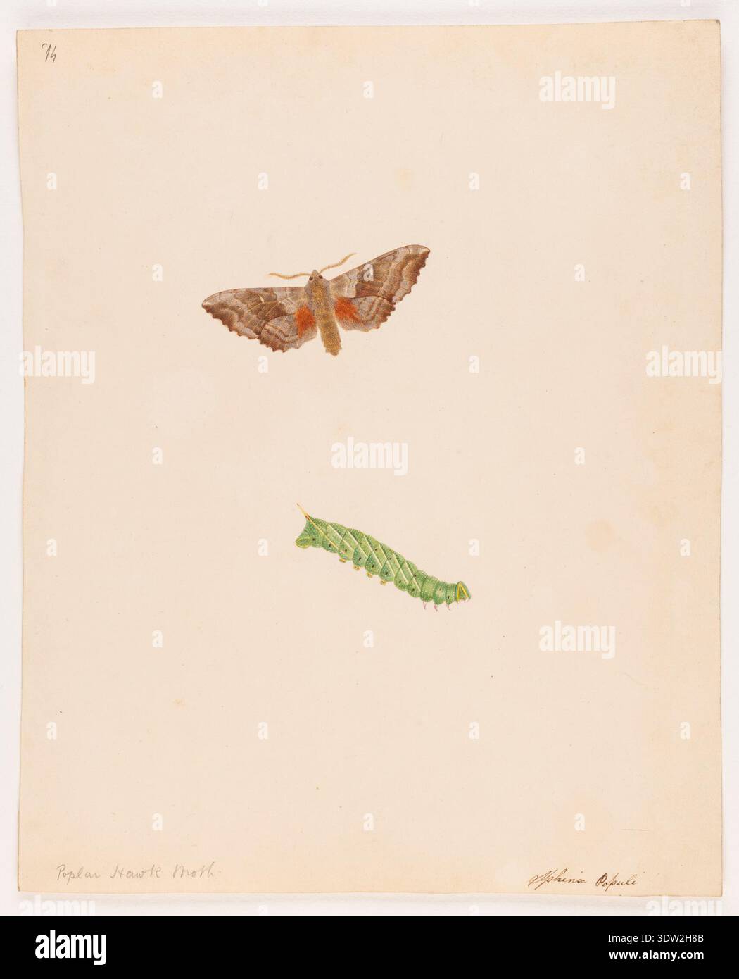 The Poplar Hawk Moth (Sphinx Populi) is depicted in this 1931 ...