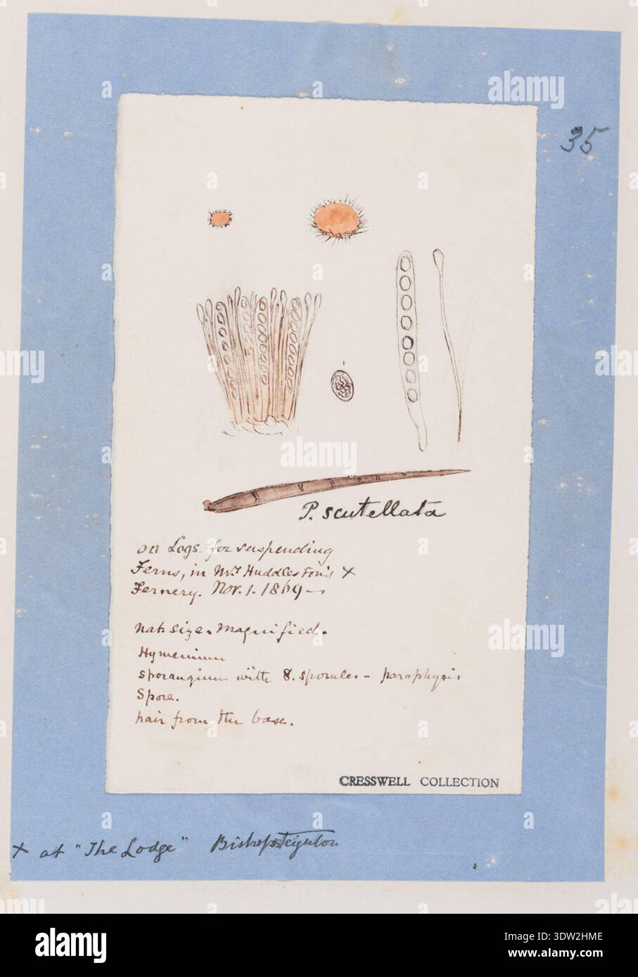 1869 fungal illustration hi-res stock photography and images - Alamy