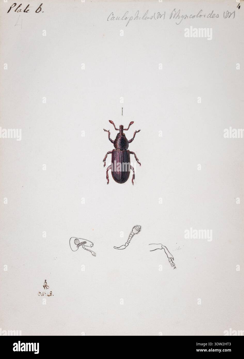 Insect dissection detail hi-res stock photography and images - Alamy