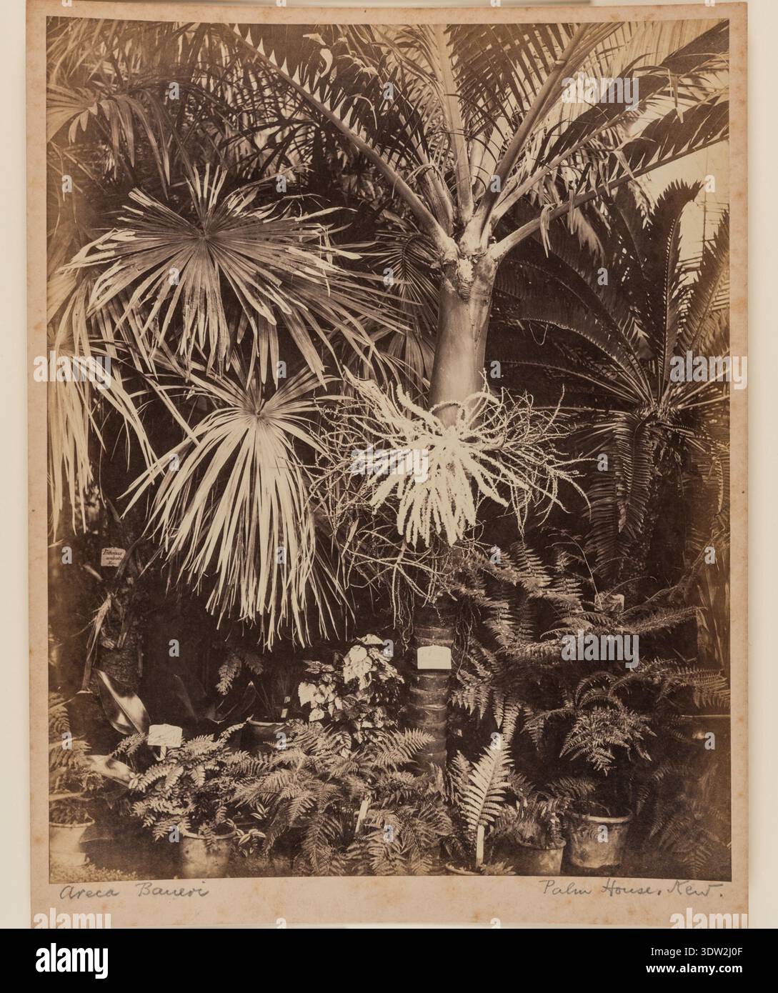 Glasshouse reference collection hi-res stock photography and images - Alamy