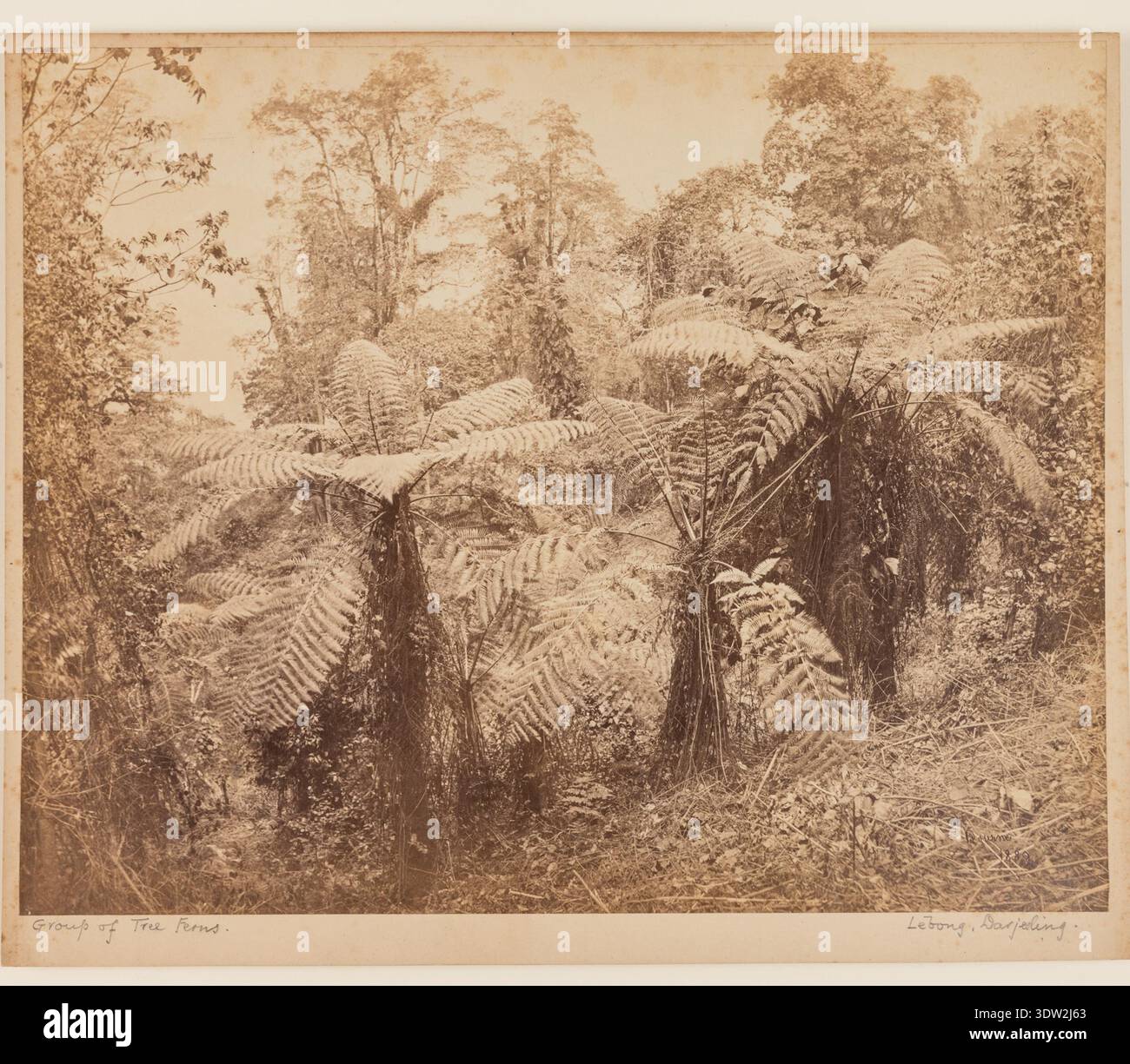 Victorian darjeeling hi-res stock photography and images - Alamy
