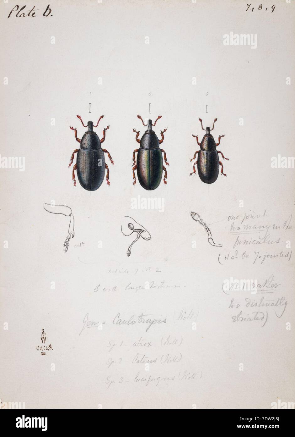 John Obadiah Westwood (1805–1893) was a British entomologist and ...