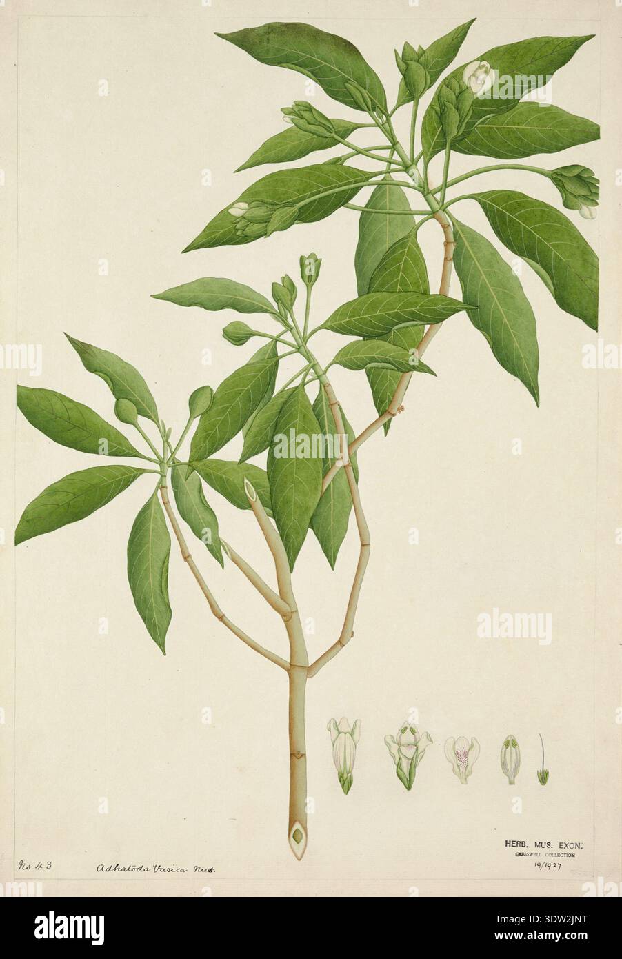 Adhatoda Root Adhatoda Vasica Plant