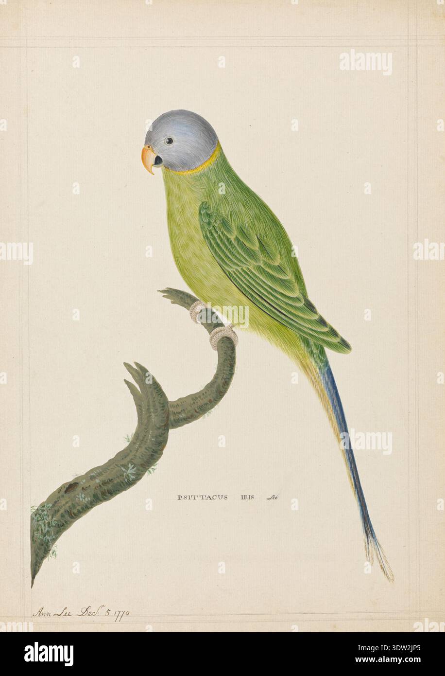 Ann Lee (1753–1790), a British botanical and natural history illustrator, created this 1770 drawing of the plum-headed parakeet (Psittacula cyanocephala). The archival photograph documents the detailed watercolour depiction of the bird, emphasizing Lee's talent for naturalistic and scientific illustration. Stock Photo