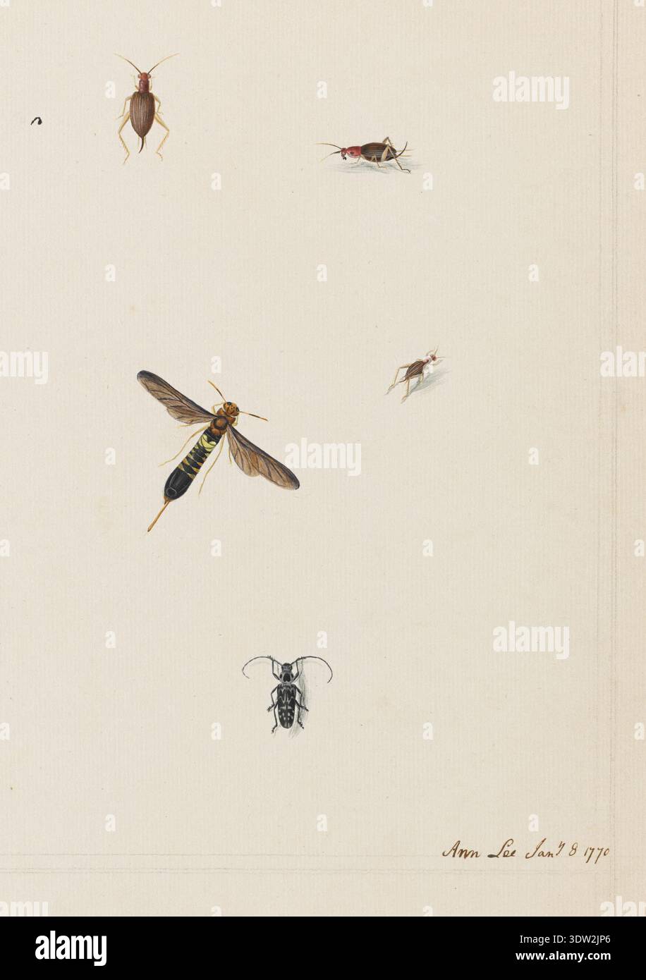 Ann lee insect studies sheet hi-res stock photography and images - Alamy