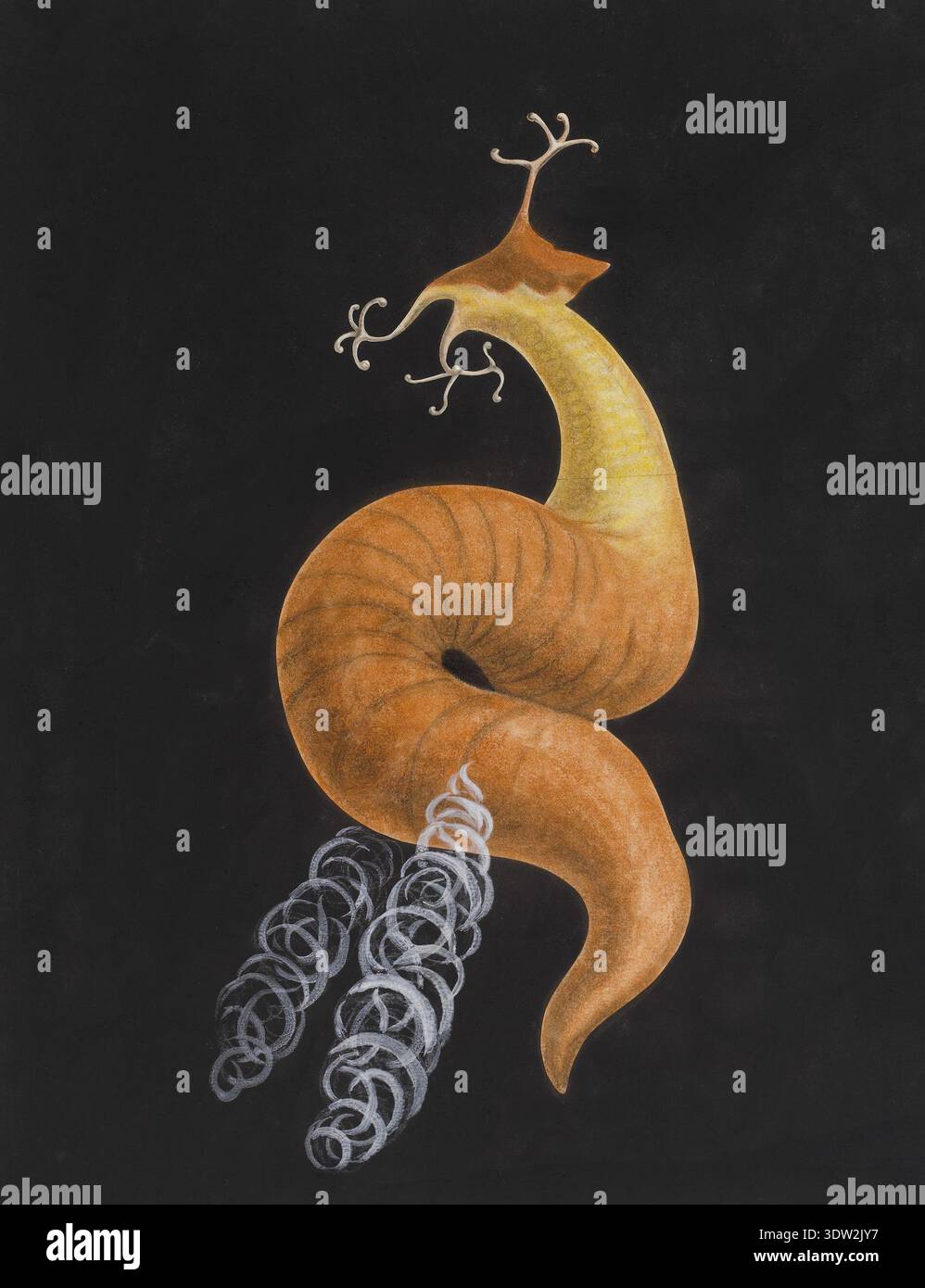 Untitled cod worm study hi-res stock photography and images - Alamy