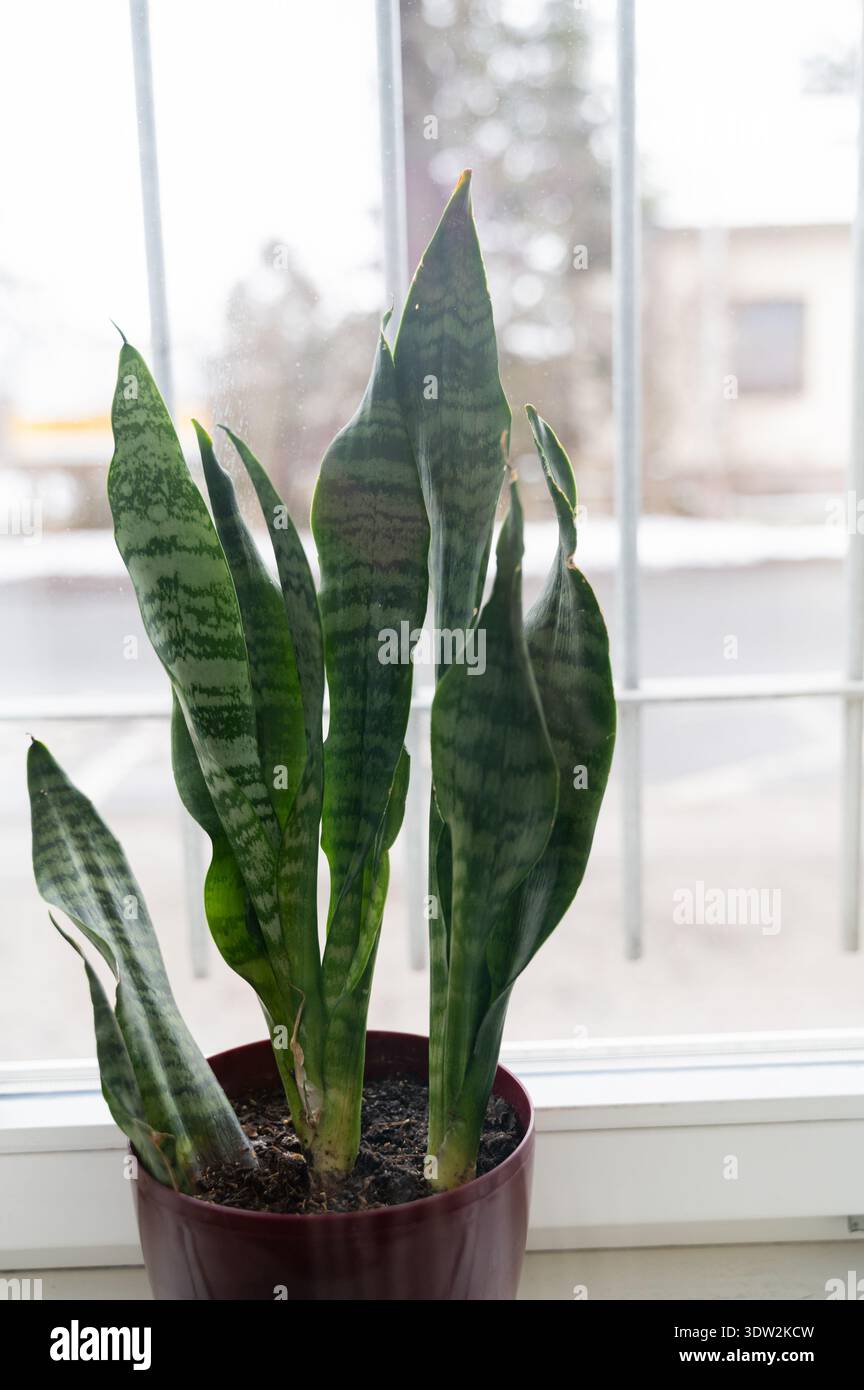 Tall office pot plant hi-res stock photography and images - Alamy