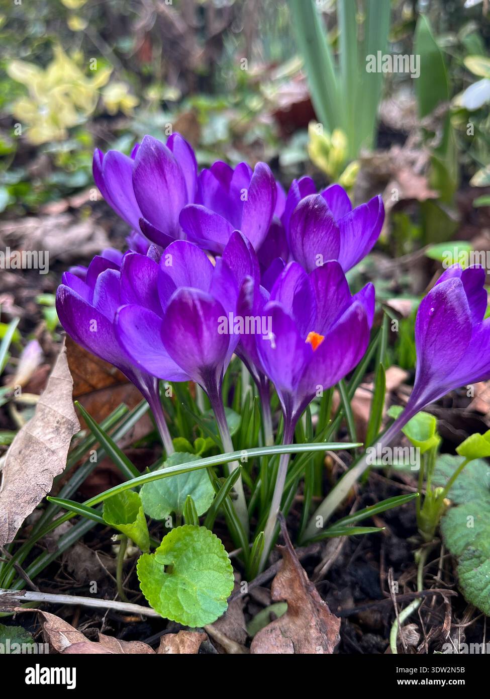 Purple Crocus Flowers Blooming in Early Spring Garden - Smartphone Captured Stock Image