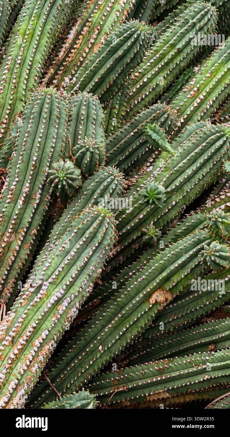 Cactus texture background with ribbed green succulent pattern Stock Photo