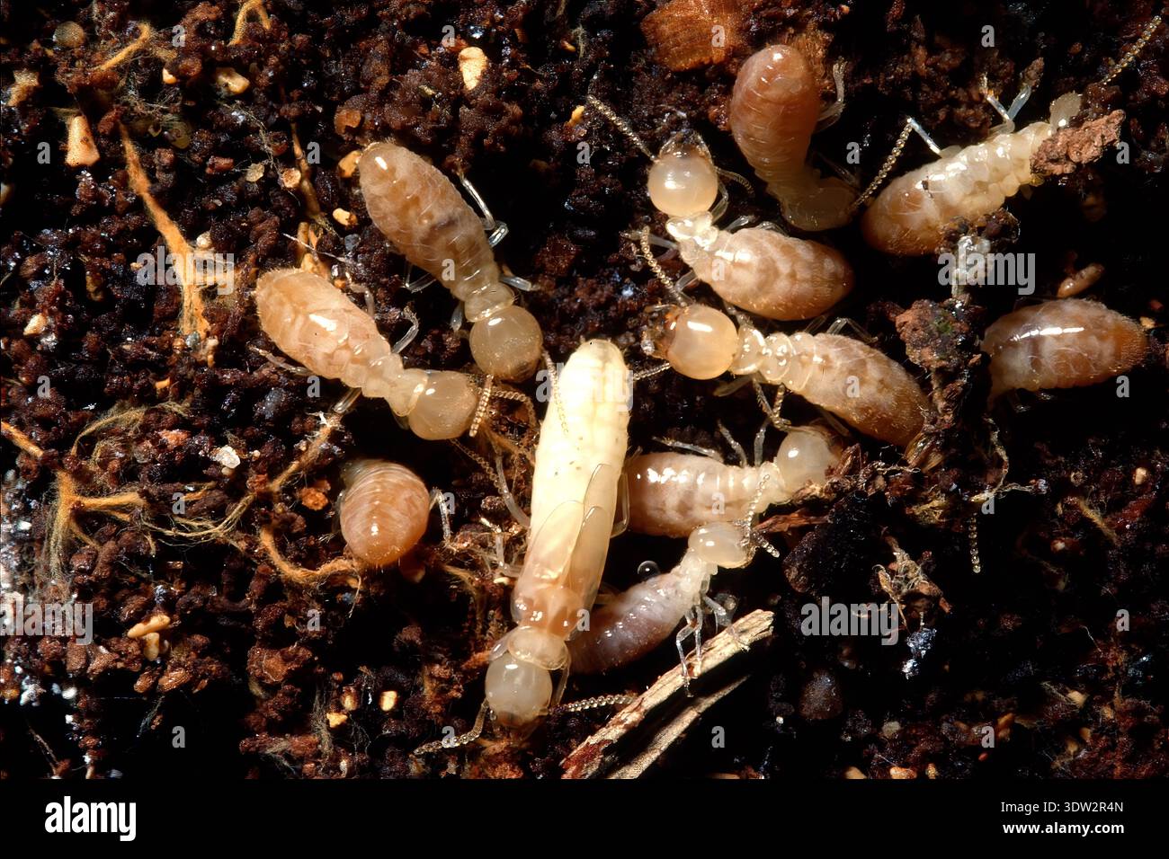 Sand Termites group of subterranean termites, specifically a colony within moist soil ...