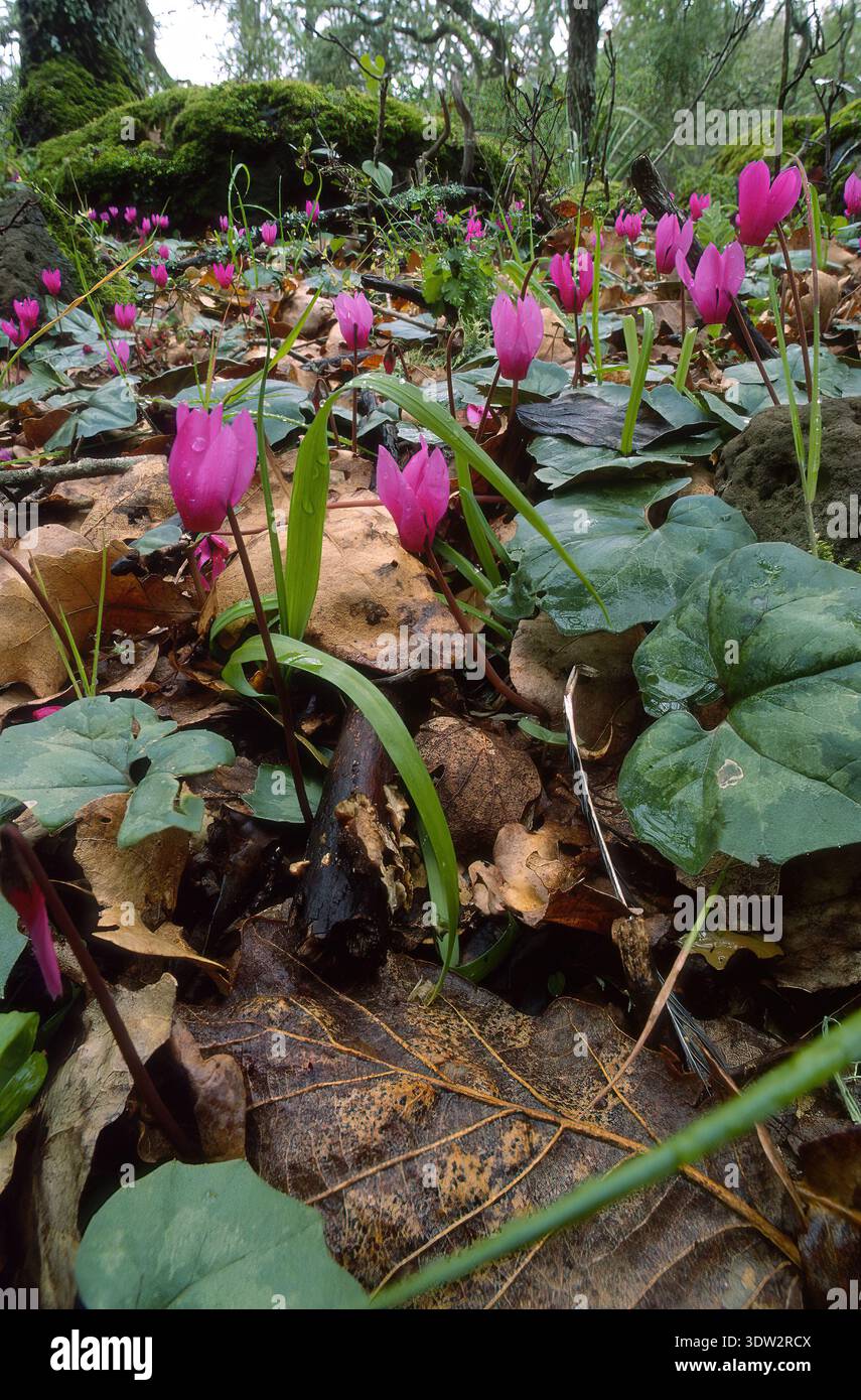 Spring sowbread flower bed in the wood, Cyclamen (cyclamen repandum) growing wild on the forest floor. Sassari, Sardinia, Italy Stock Photo