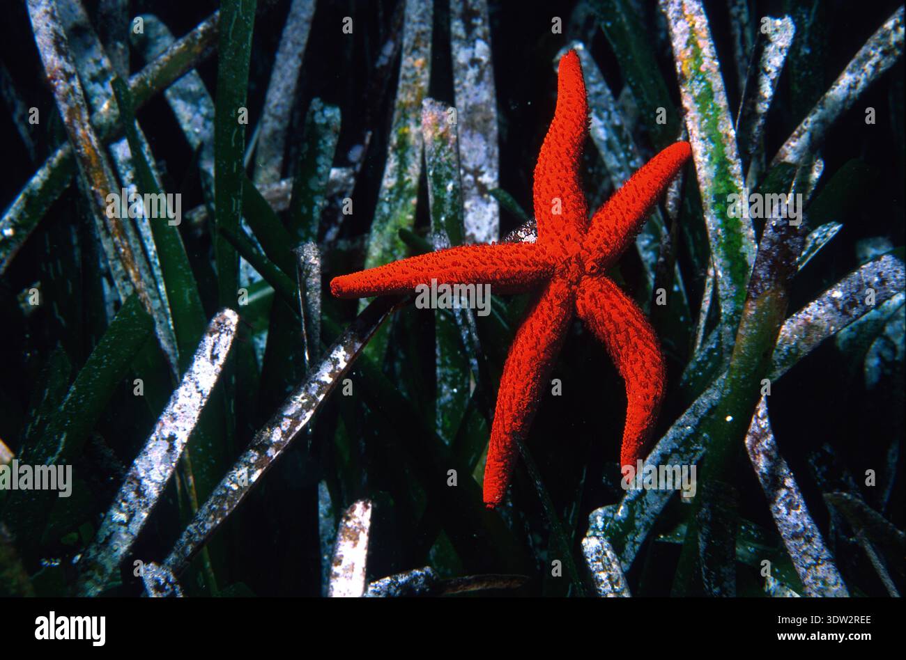 Stella marina, Etoile de mer rouge, Echinaster sepositus. Capo Caccia, Alghero, Sardegna. Italia red Starfish Stock Photo