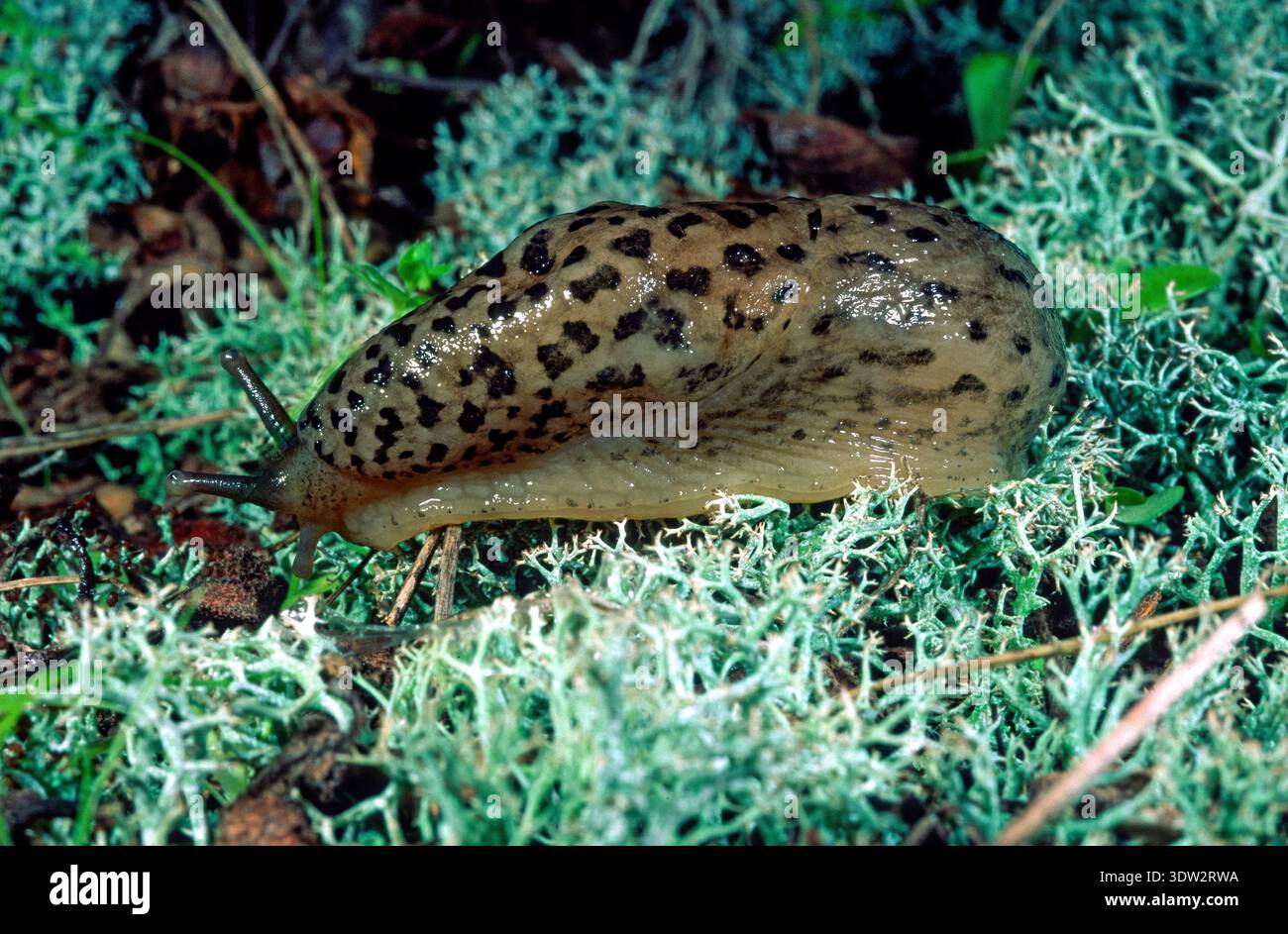 Leopard slug (Limax maximus). Tempio, Sardegna. Italia Stock Photo