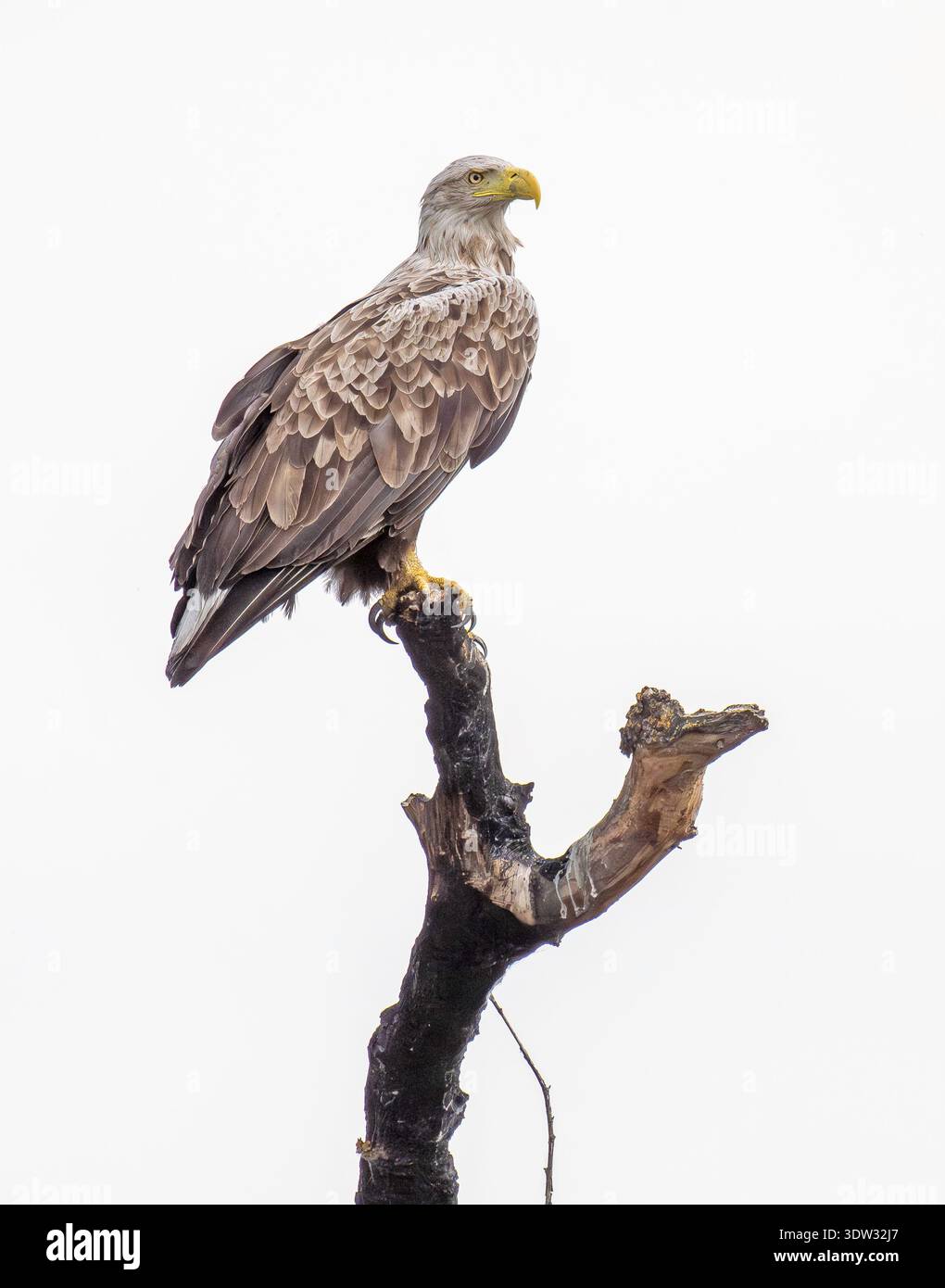 White-tailed eagle majestically Haliaeetus albicilla perched Stock Photo