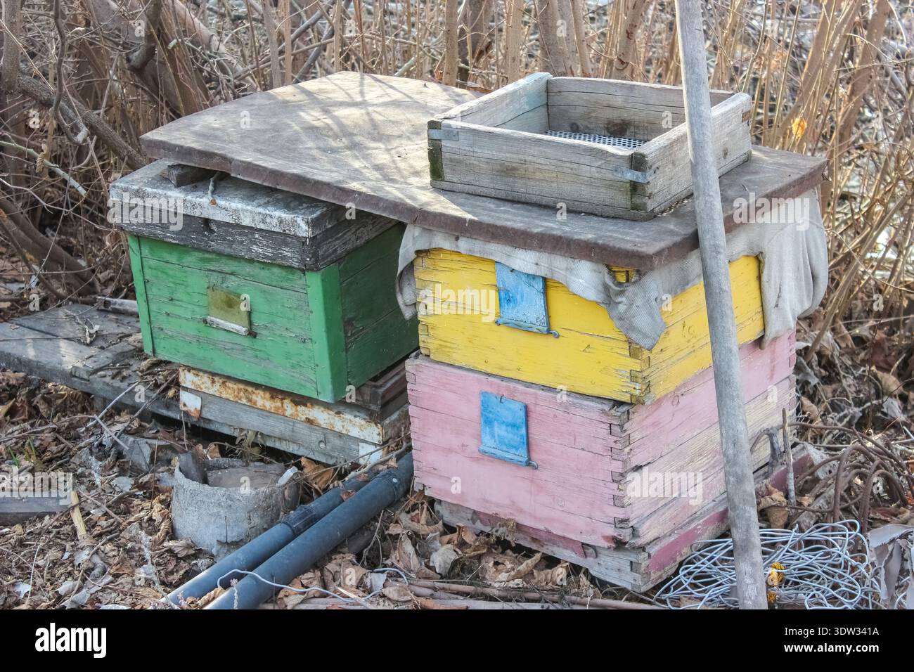 A rustic apiary with several wooden beehives painted in weathered ...