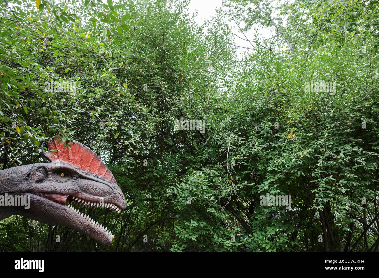 A lifelike animatronic Dilophosaurus dinosaur emerges from lush green ...