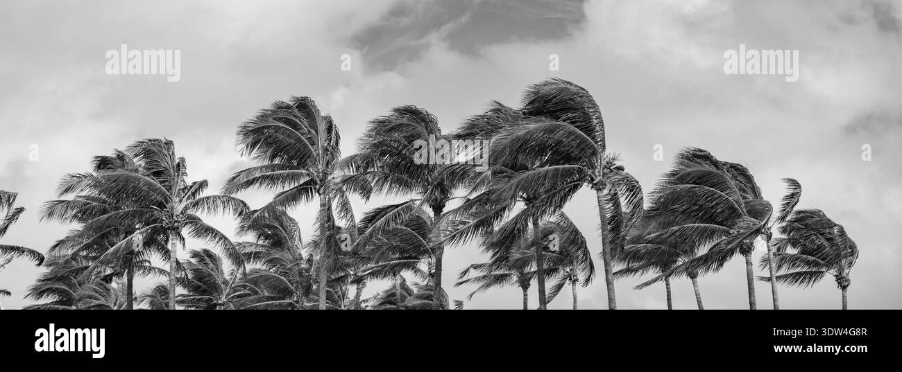 Hurricane wind beach palm Black and White Stock Photos & Images 