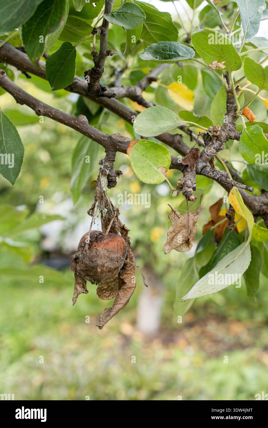 Apple tree branch showing shriveled, rotting apple withered brown ...