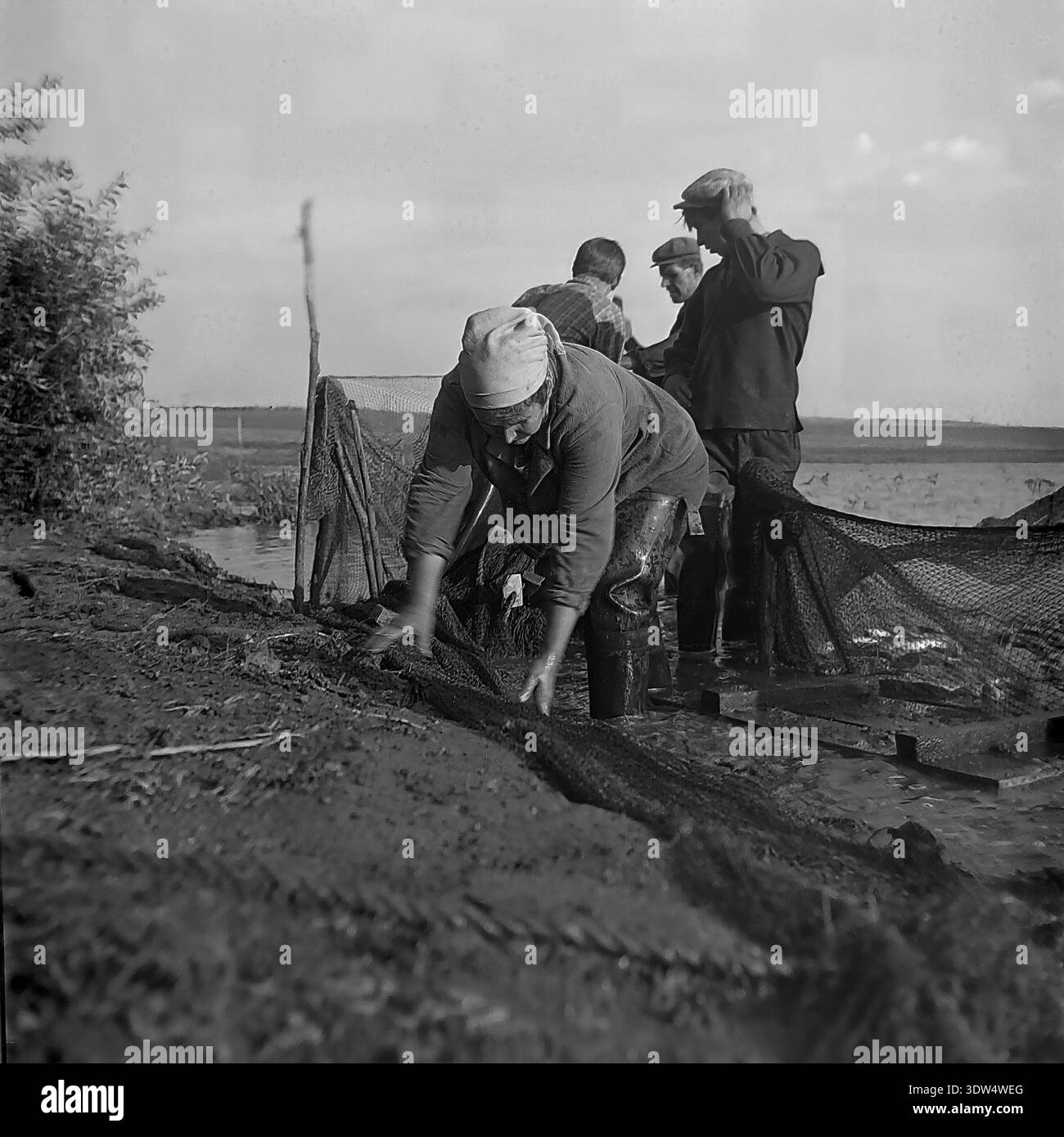 bent over with fish nets Historical 1970s black and white photograph captures a dedicated female  worker in a headscarf and work gear bending over to handle large fishing  nets on the shore of a pond at the 
