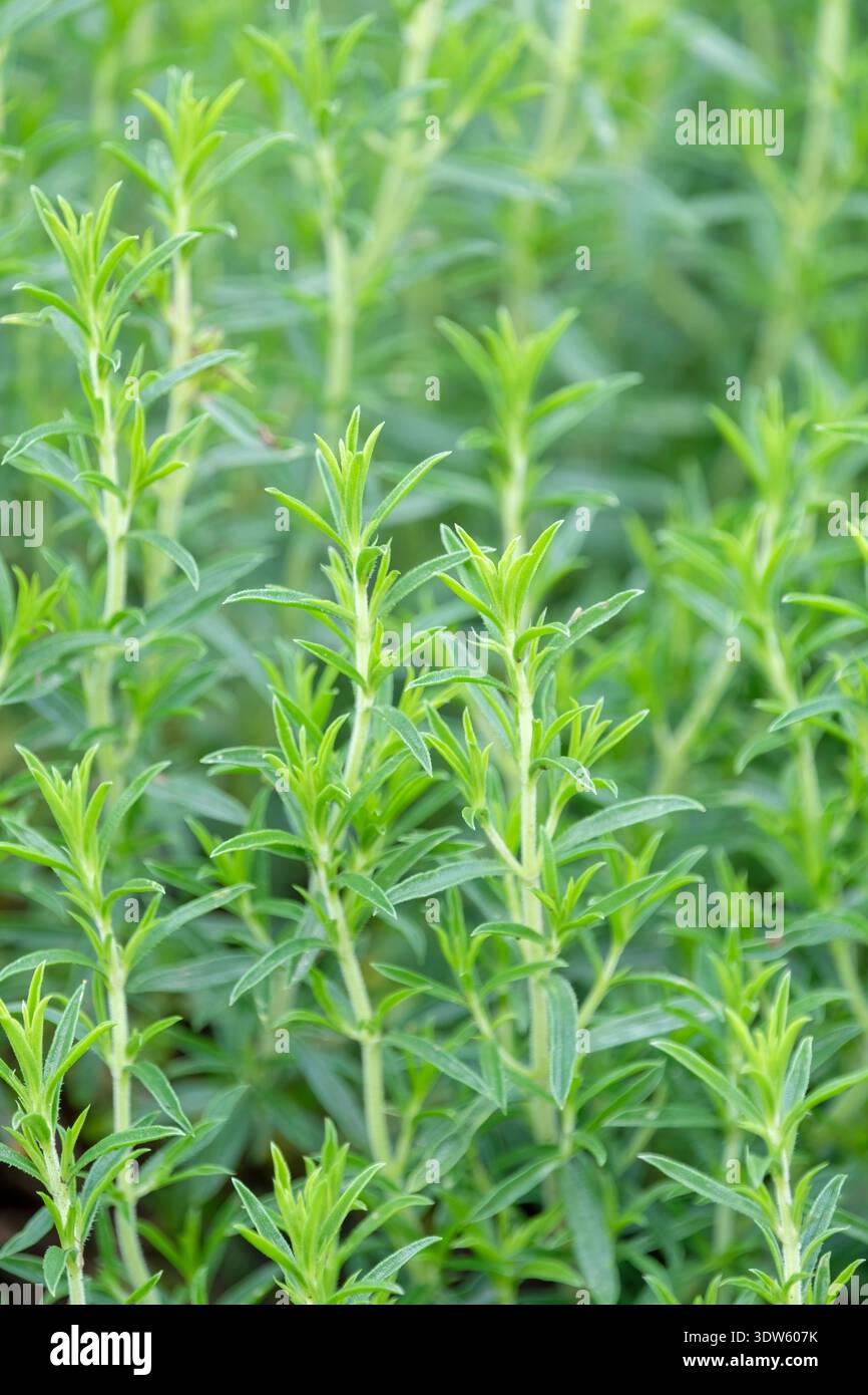 Satureja montana, winter savory, semi-evergreen herb used for both medicinal and culinary purposes Stock Photo