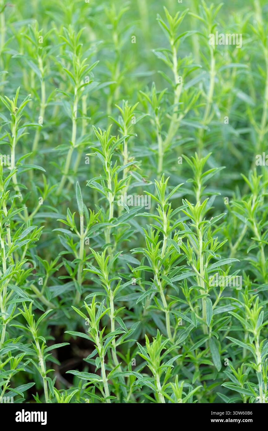 Satureja montana, winter savory, semi-evergreen herb used for both medicinal and culinary purposes Stock Photo