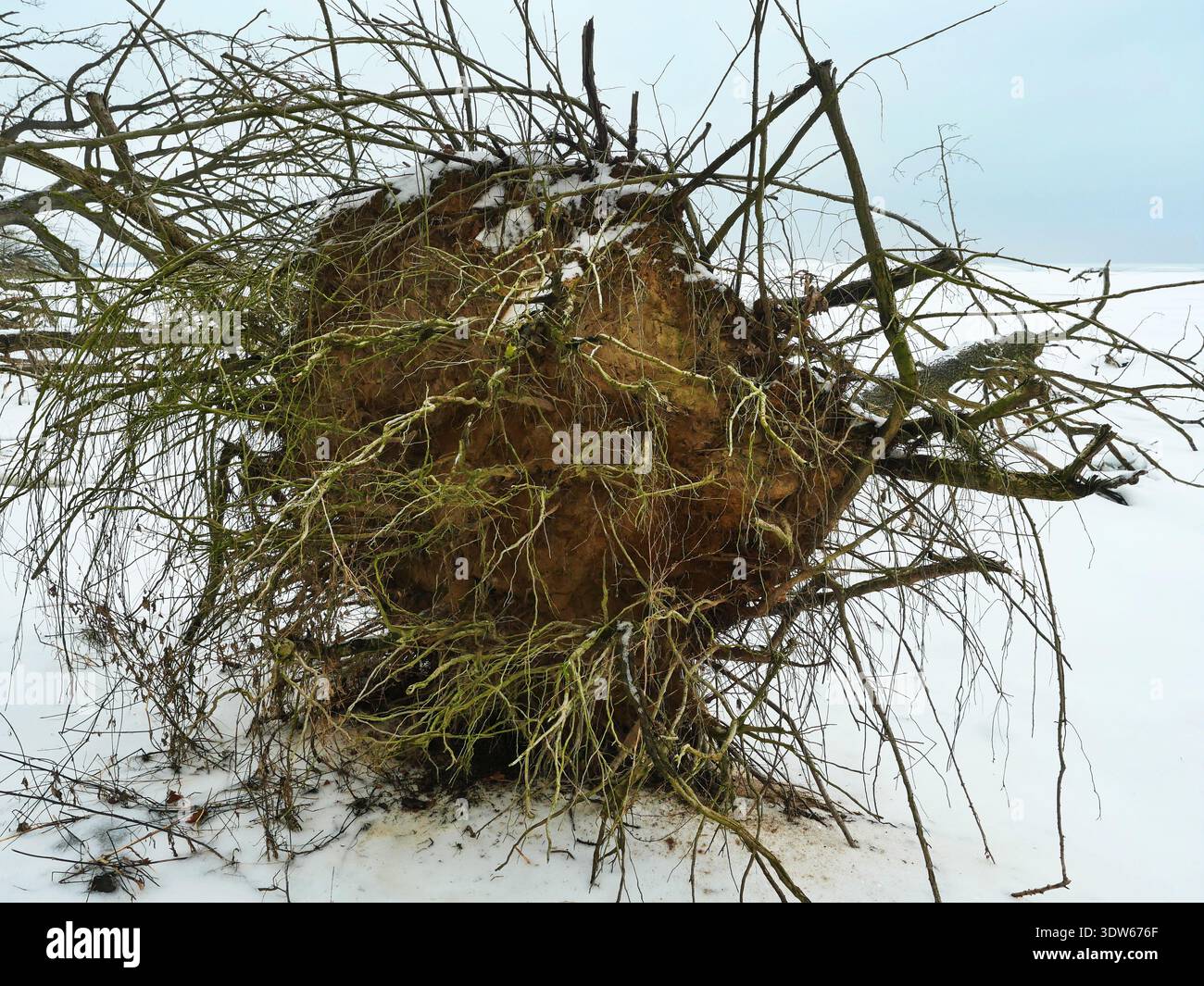 Uprooted tree with exposed soil and branching root system at winter ...